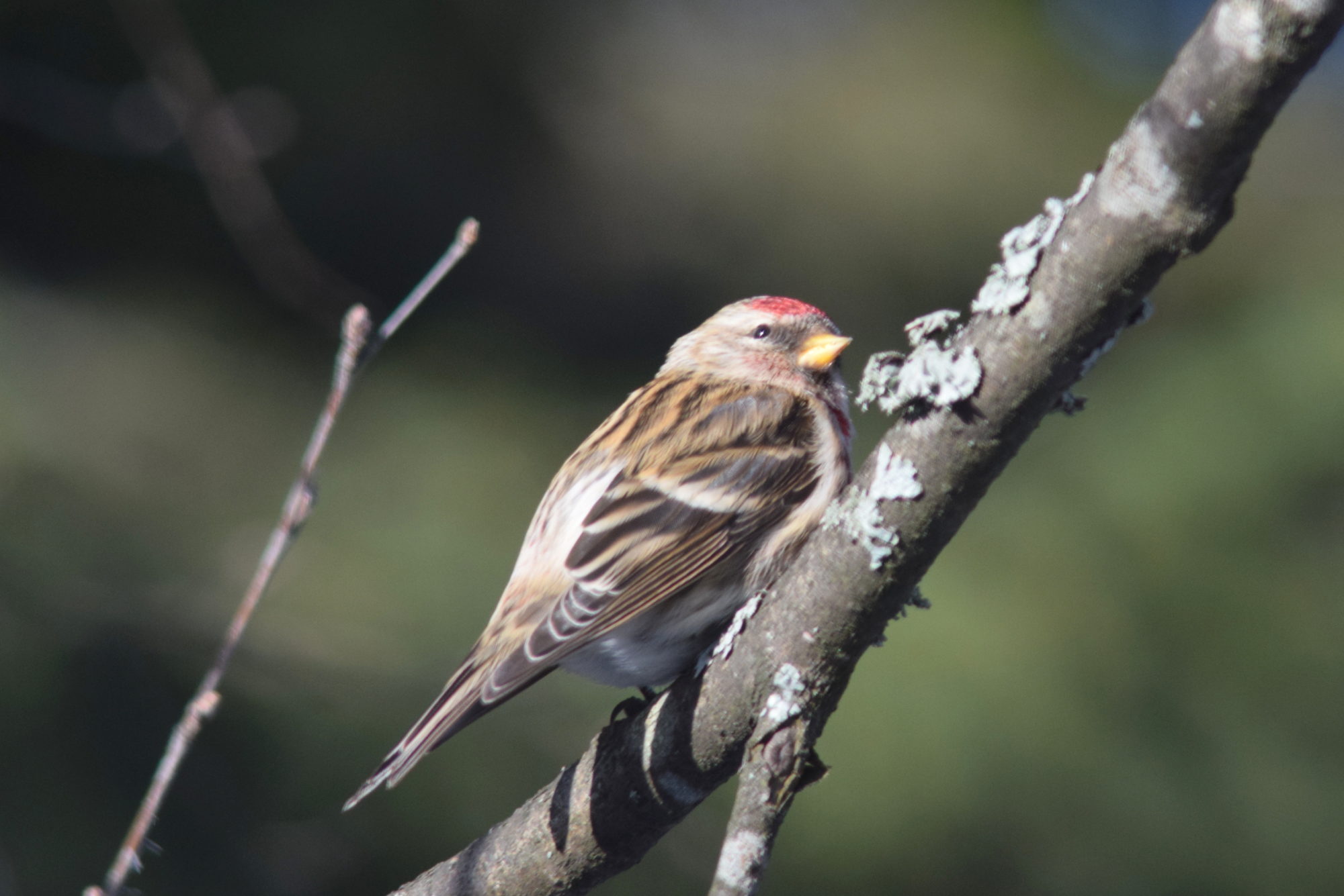 Valokuvaaja: Kaarlo Asikainen