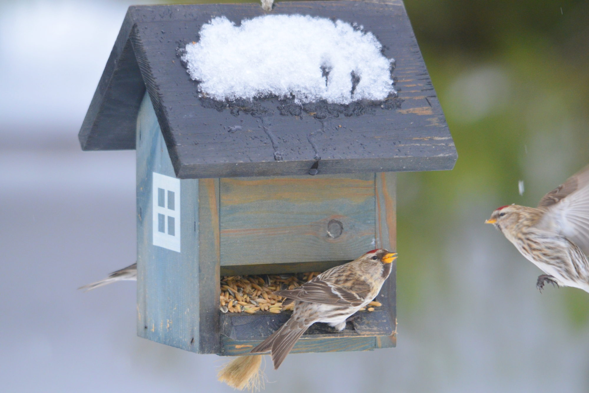 Valokuvaaja: Kaarlo Asikainen Valokuvaaja: Kaarlo Asikainen