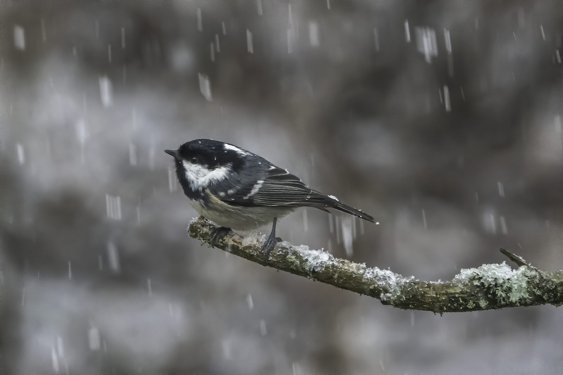 Valokuvaaja: Ari Kaarakainen