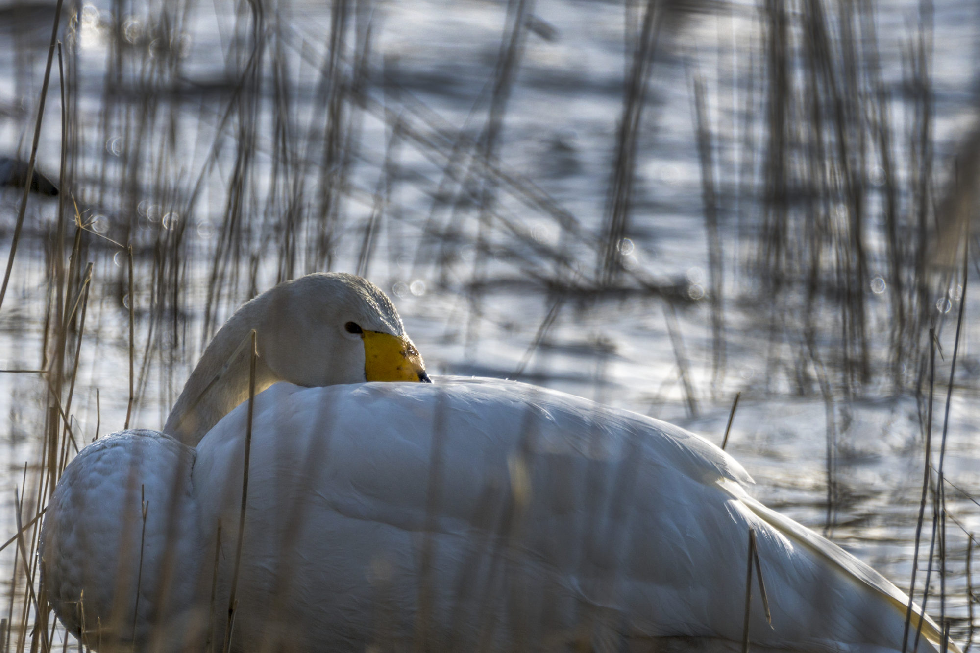 Valokuvaaja: Ivan Wistuba