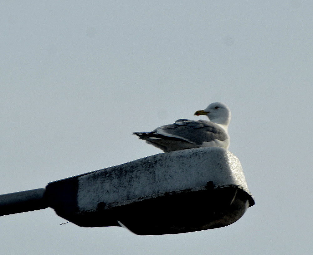 Valokuvaaja: Jouko Varonen