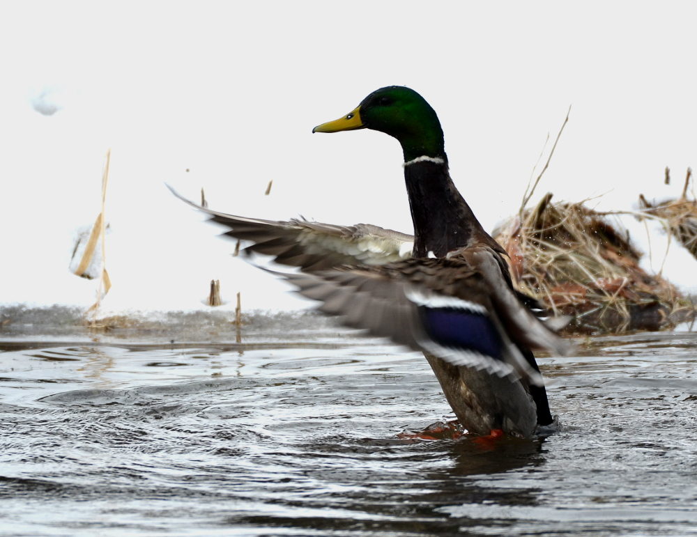 Valokuvaaja: Jouko Varonen