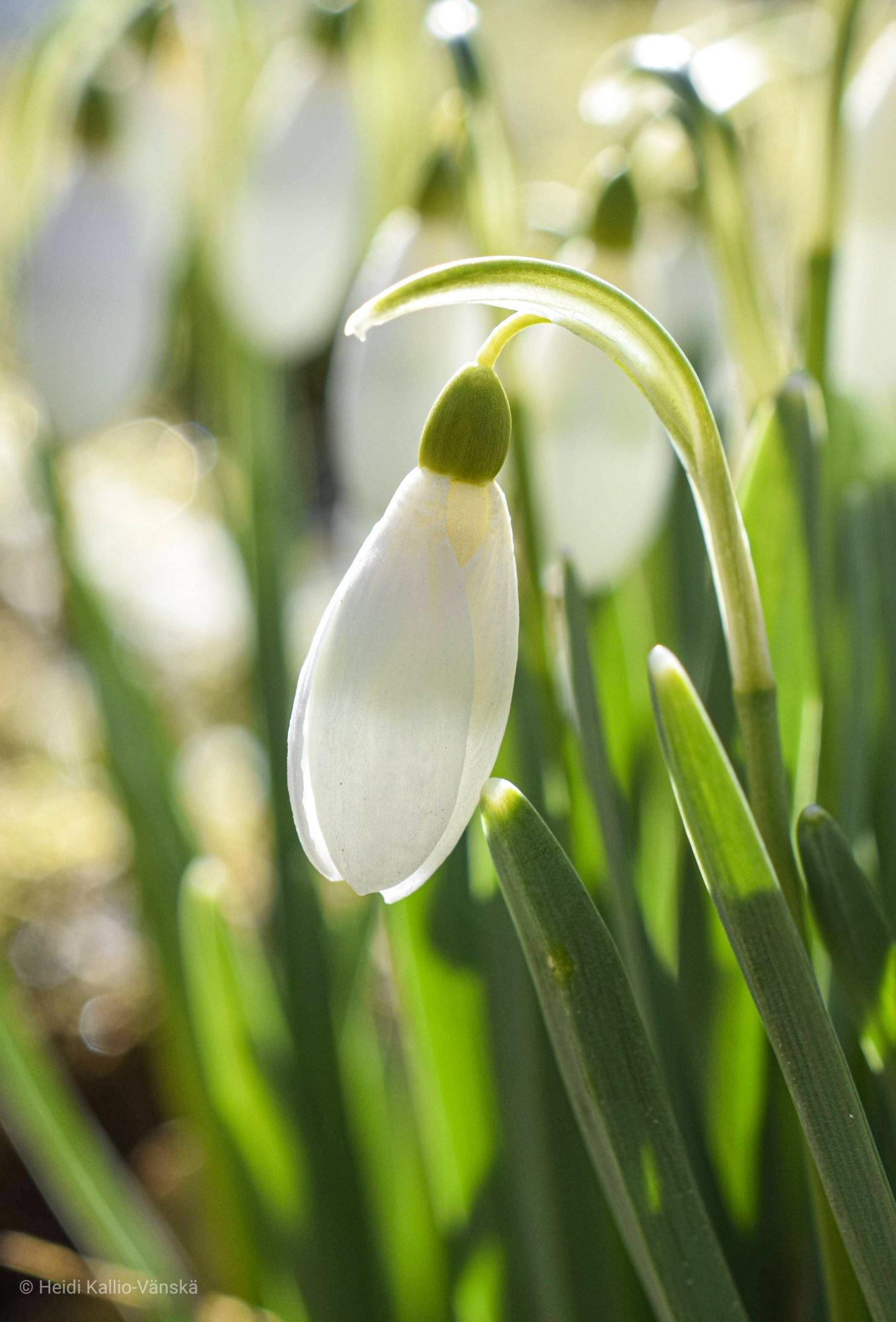 Valokuvaaja: Heidi Kallio-Vänskä