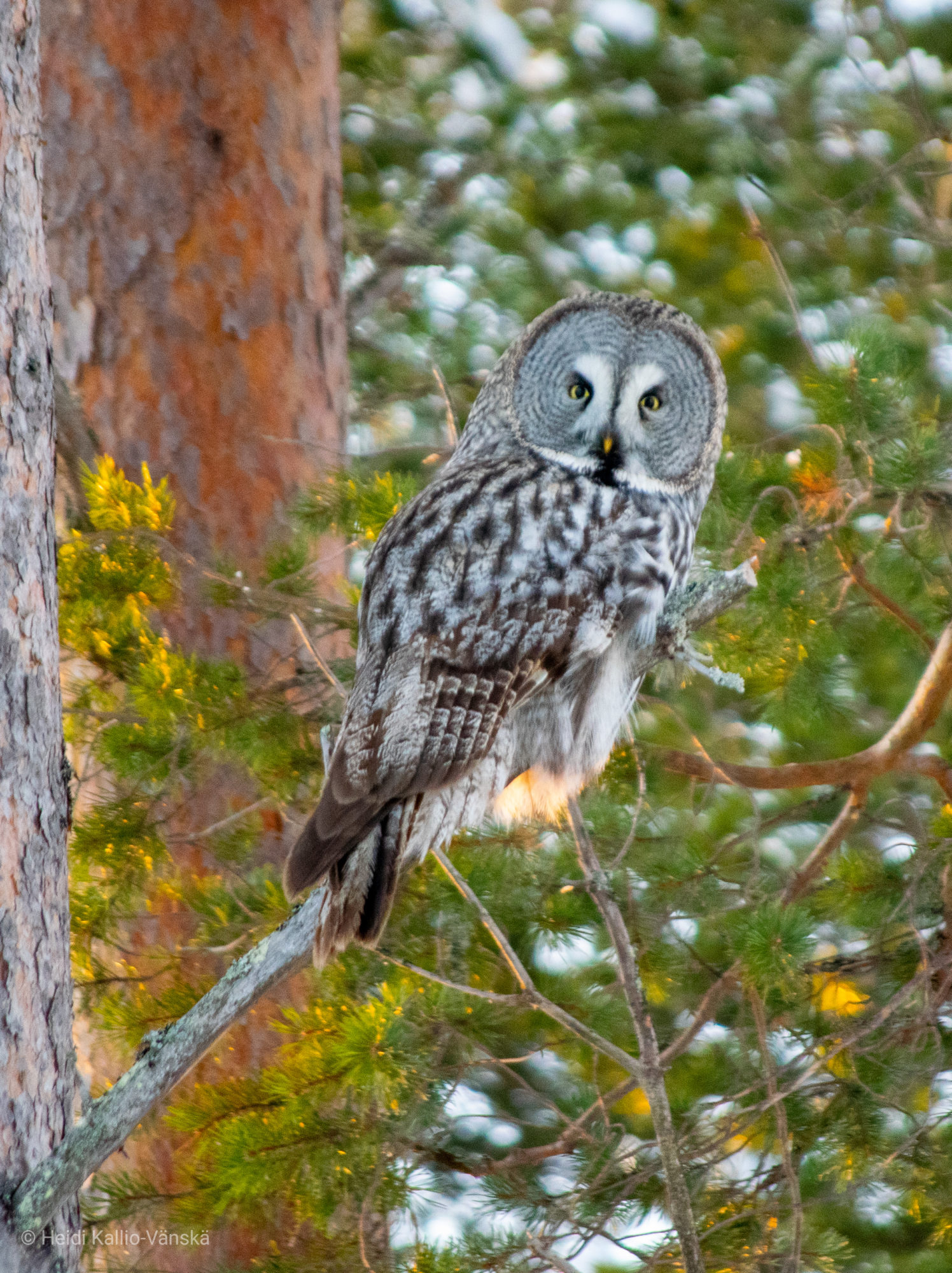 Valokuvaaja: Heidi Kallio-Vänskä Valokuvaaja: Heidi Kallio-Vänskä