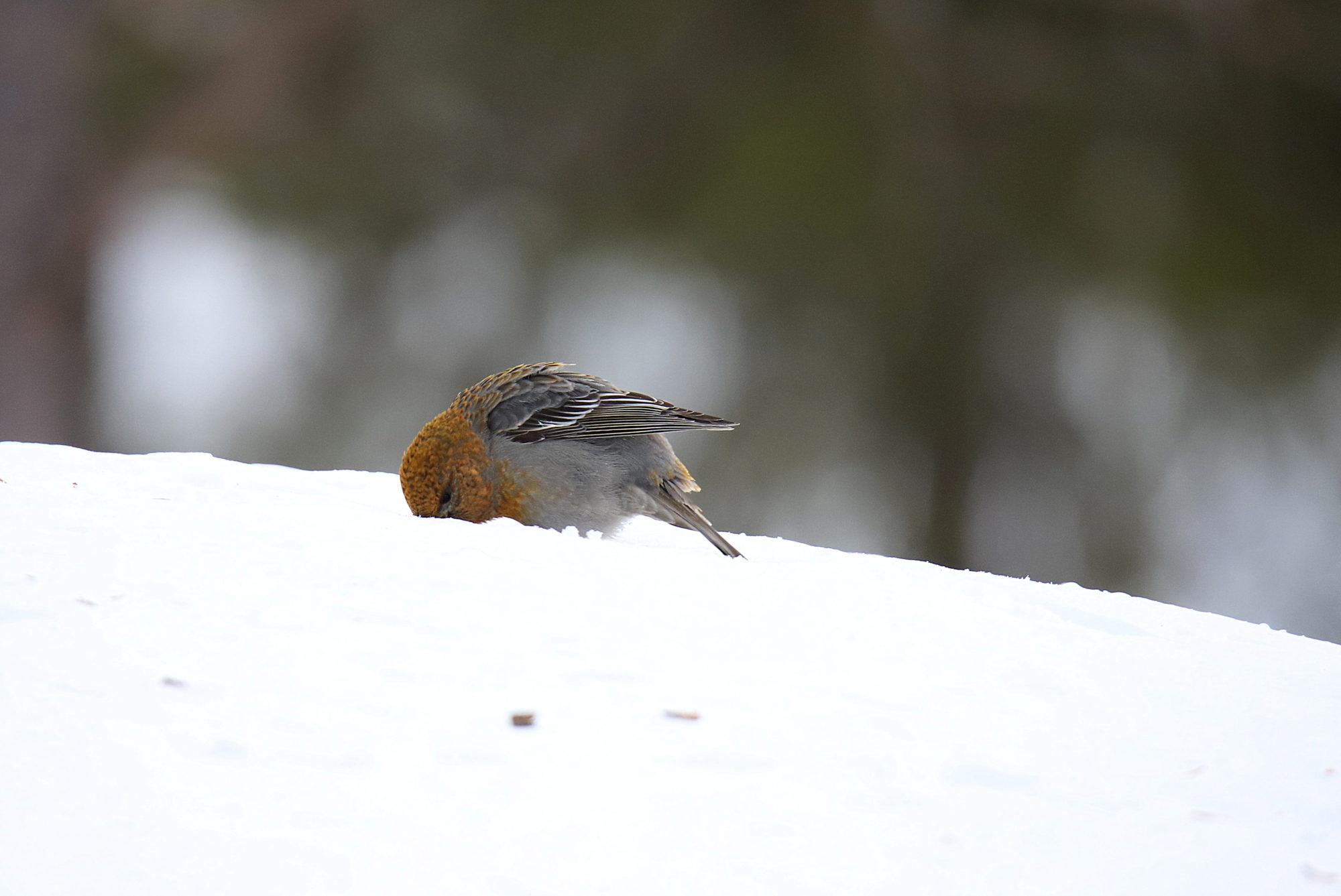 Valokuvaaja: sirpa jyske