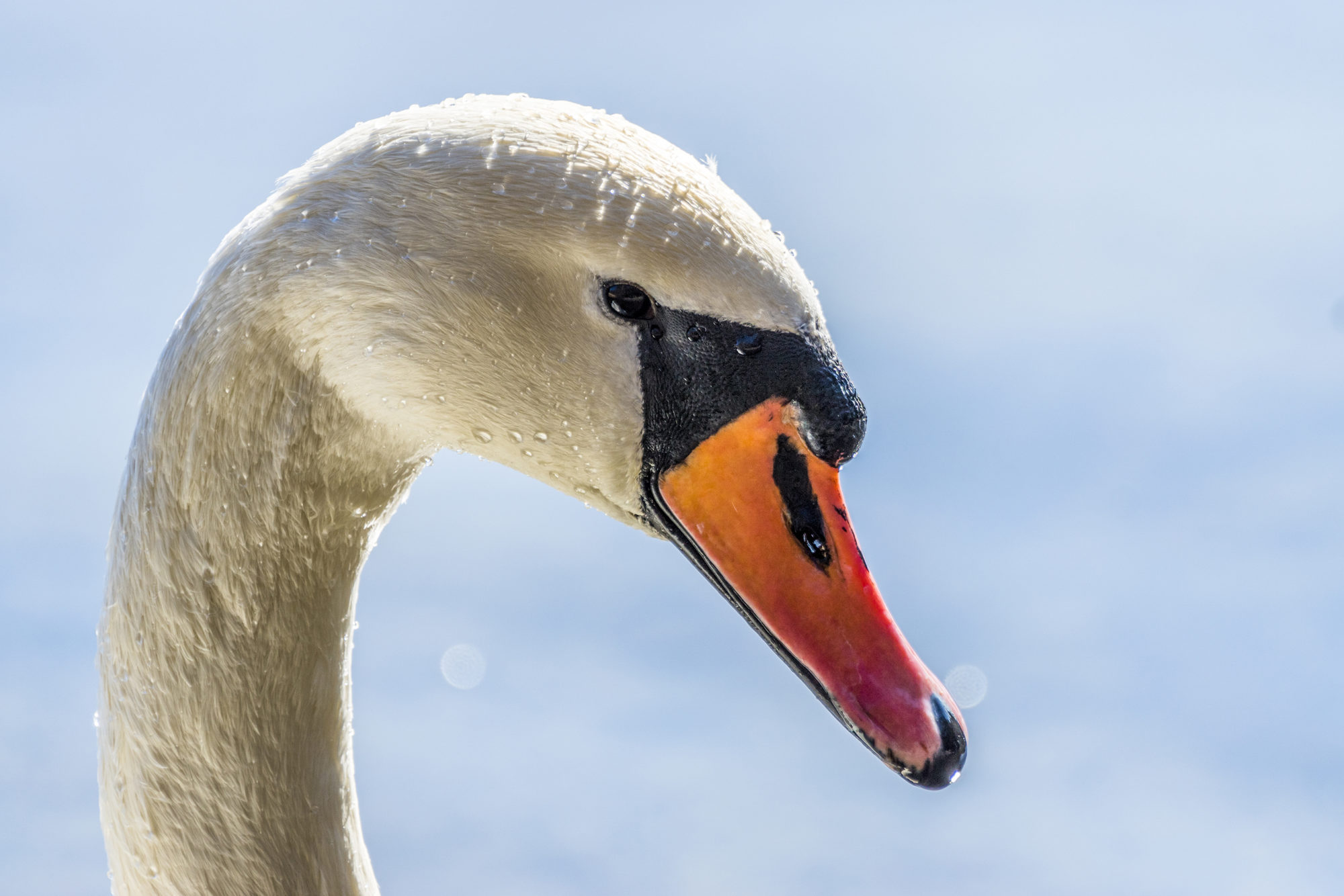 Valokuvaaja: Ivan Wistuba