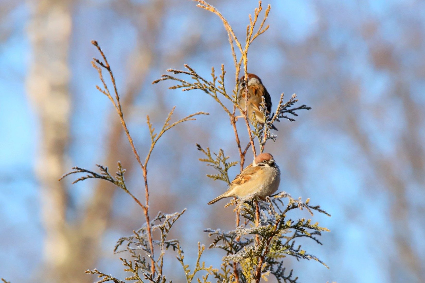 Valokuvaaja: sirpa Jyske Valokuvaaja: sirpa Jyske