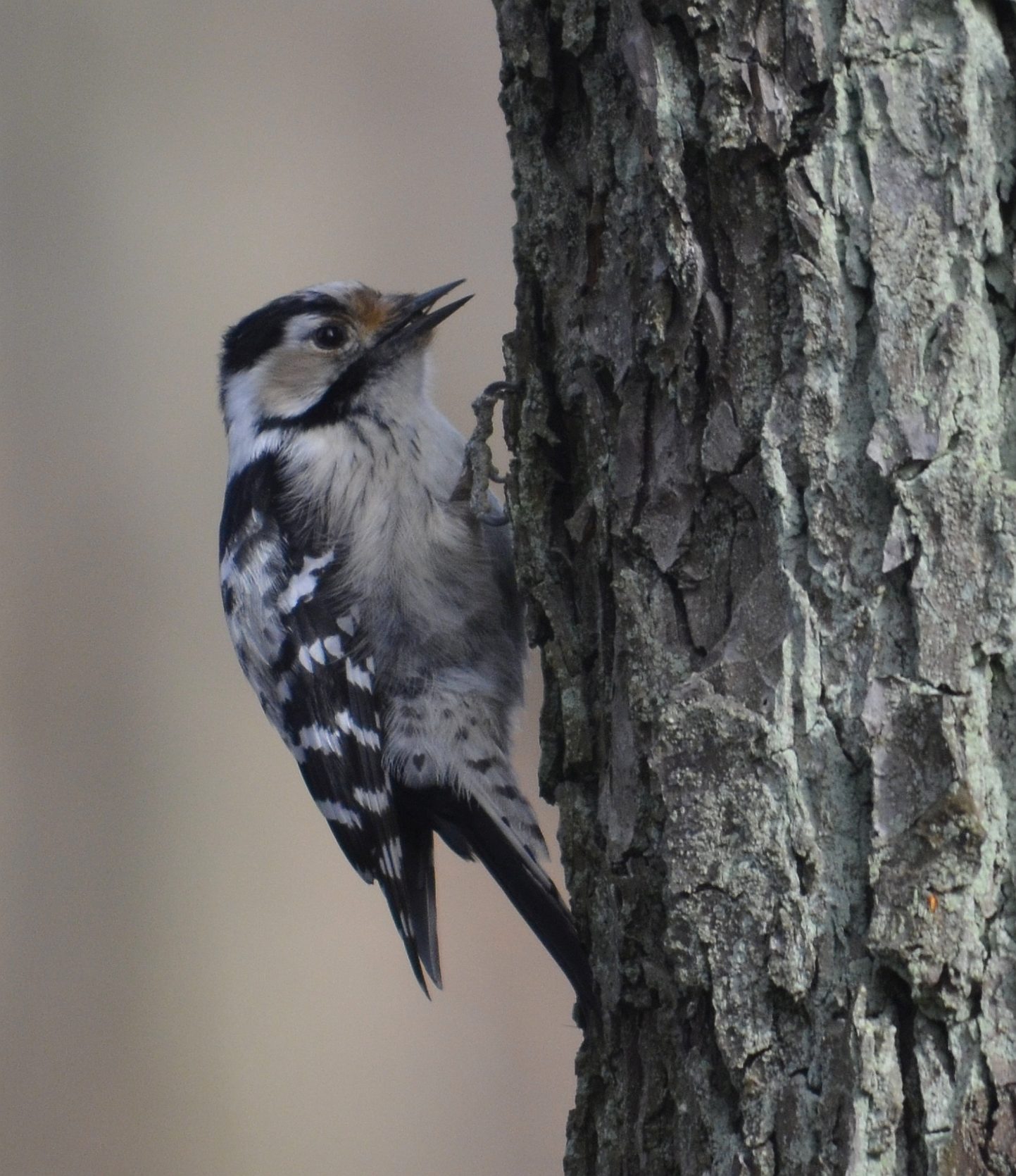 Valokuvaaja: Eija Imppu