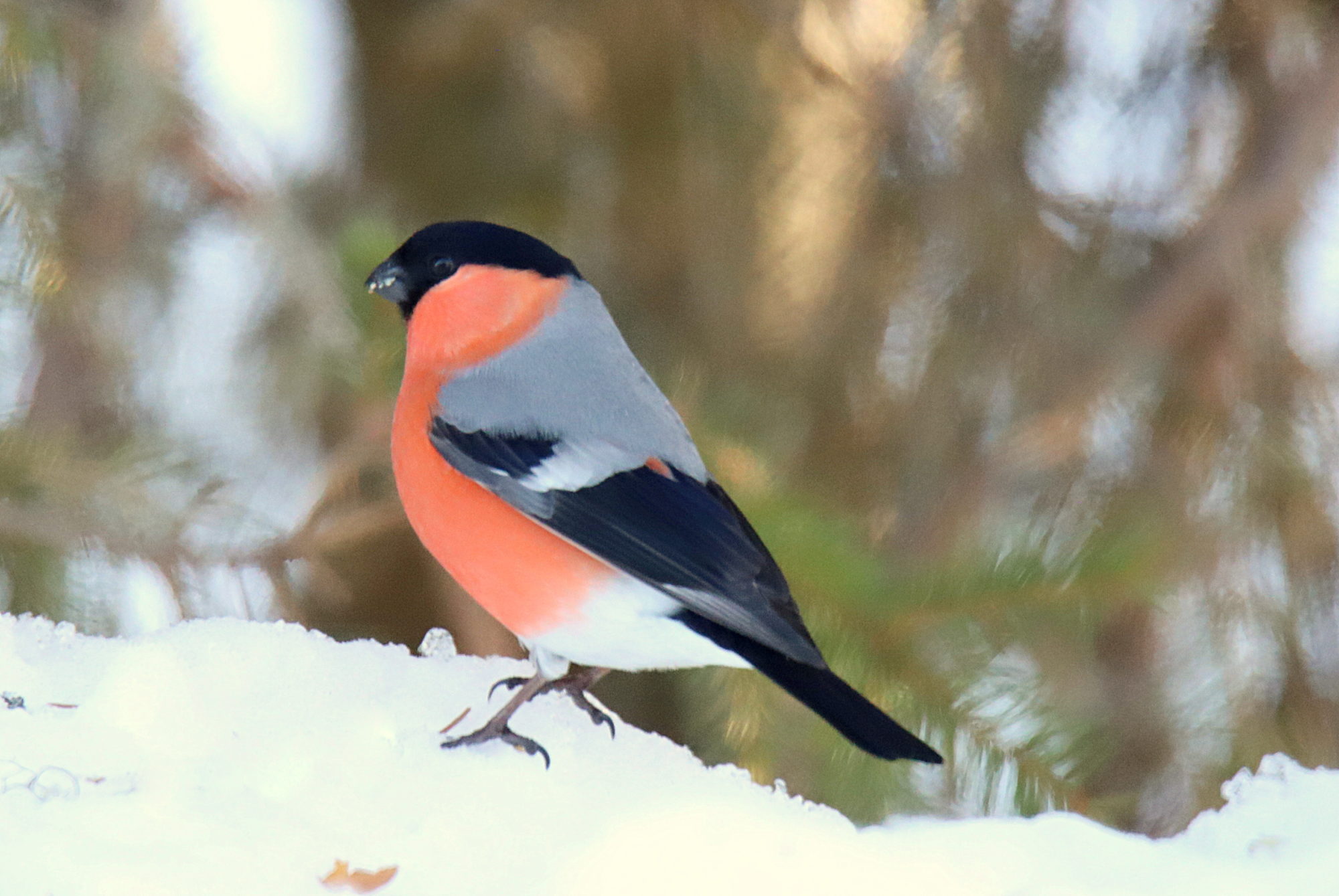 Valokuvaaja: sirpa jyske