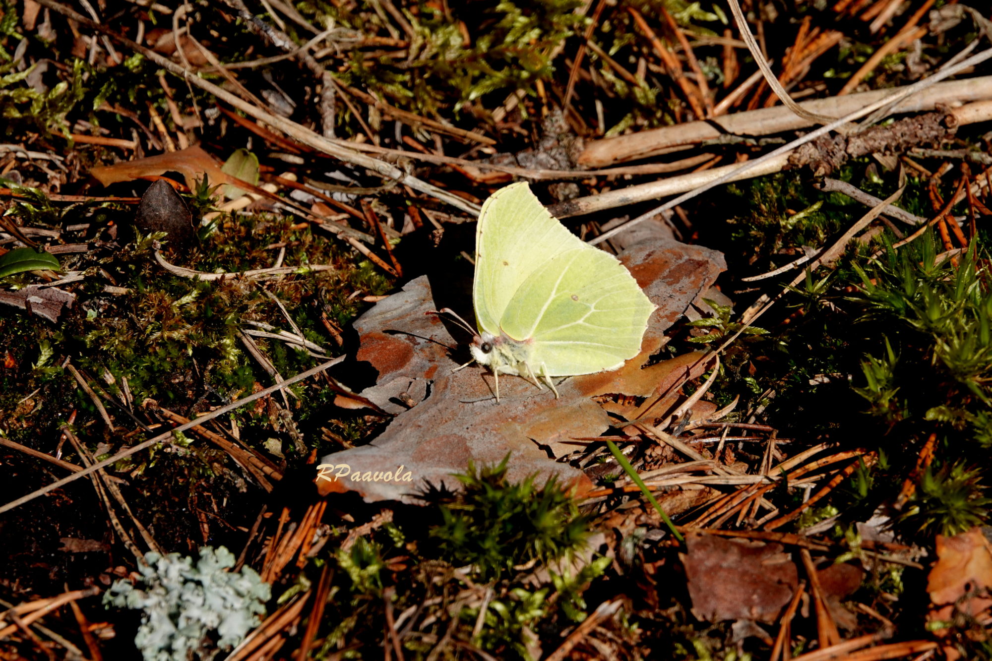 Valokuvaaja: Raili Paavola