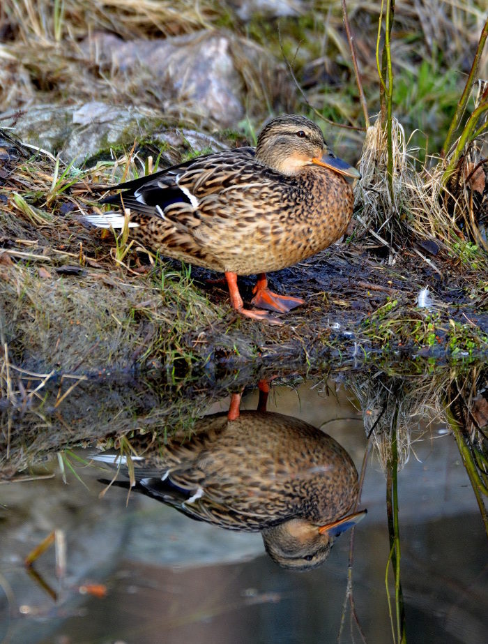 Valokuvaaja: Jouko Varonen