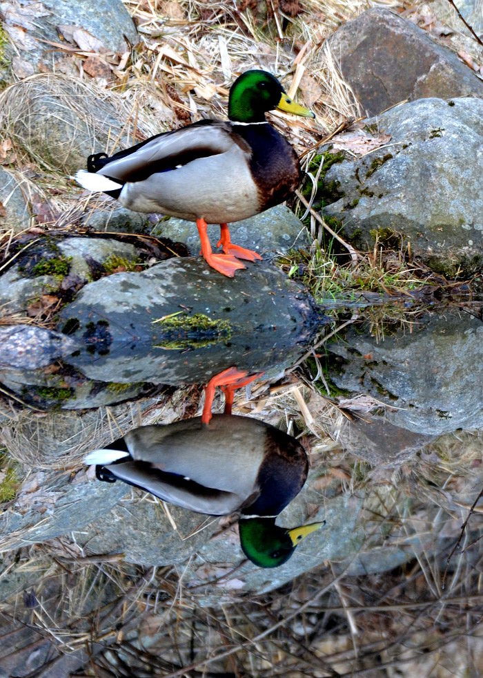Valokuvaaja: Jouko Varonen Valokuvaaja: Jouko Varonen