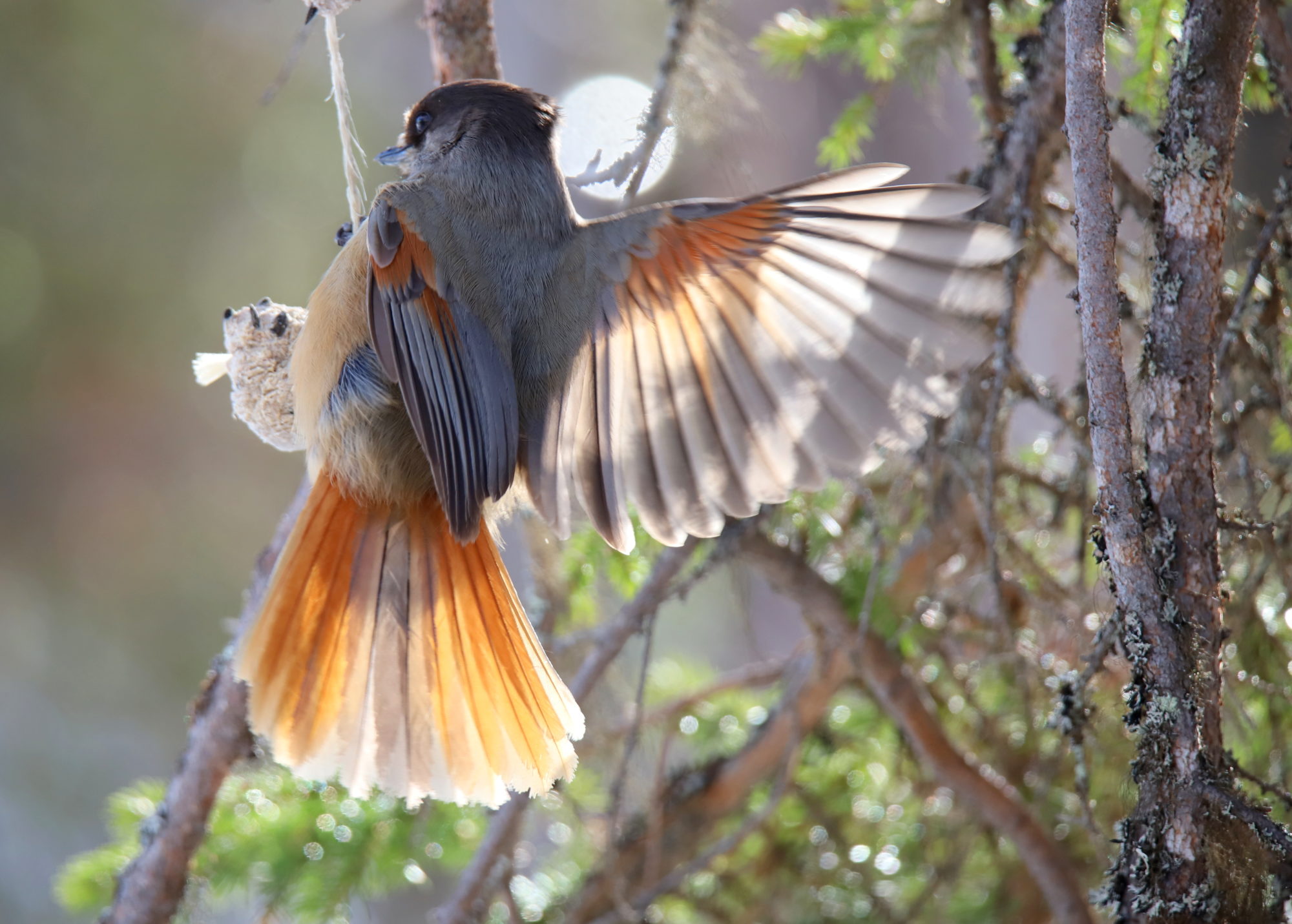 Valokuvaaja: sirpa jyske