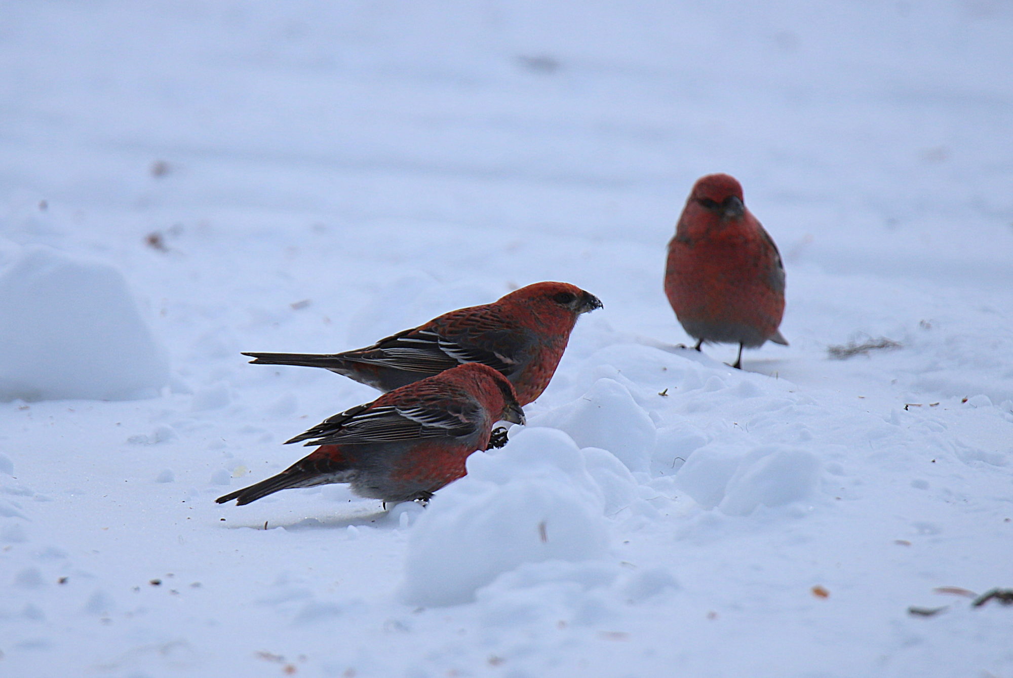 Valokuvaaja: sirpa Jyske