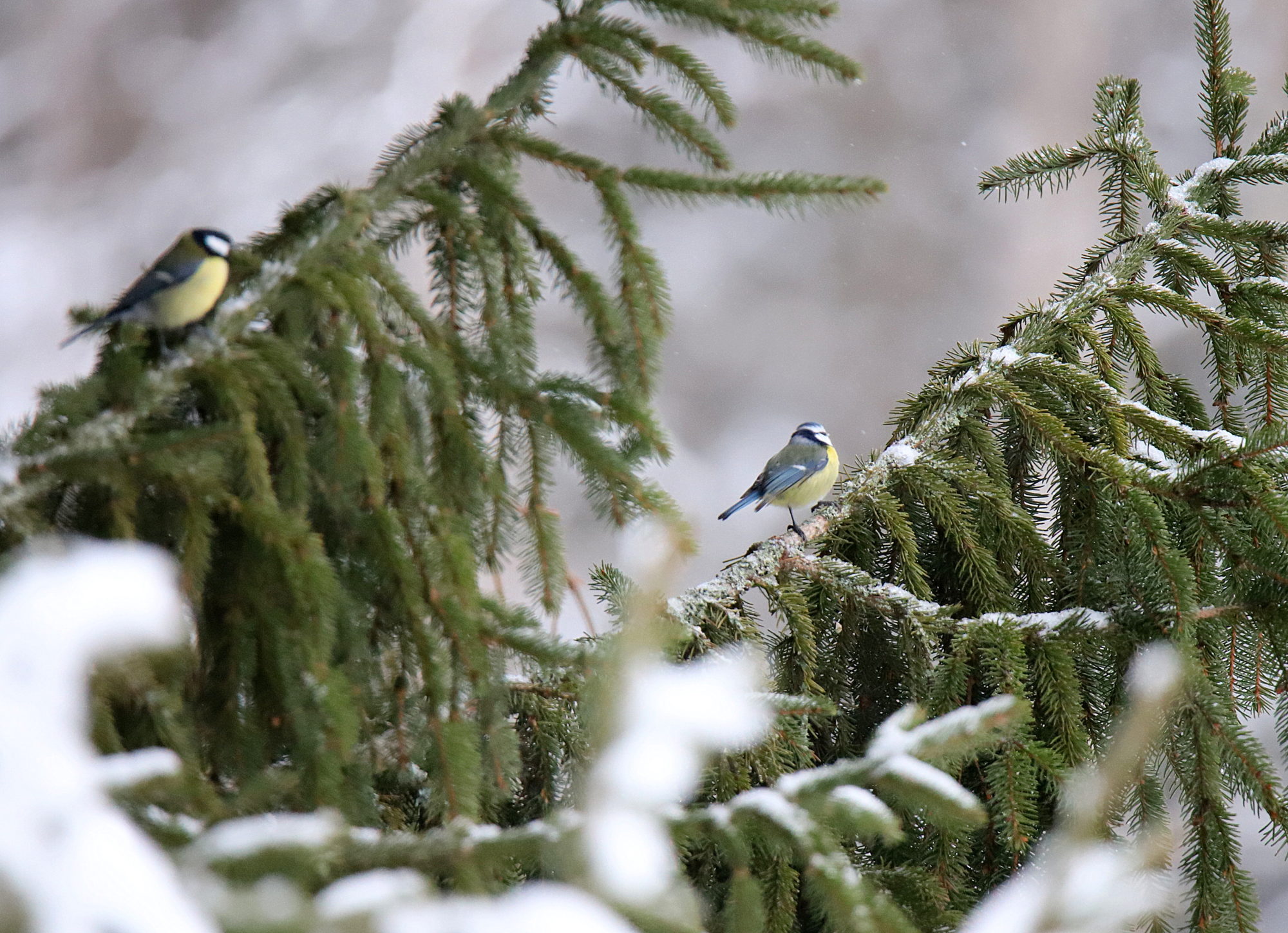 Valokuvaaja: sirpa jyske