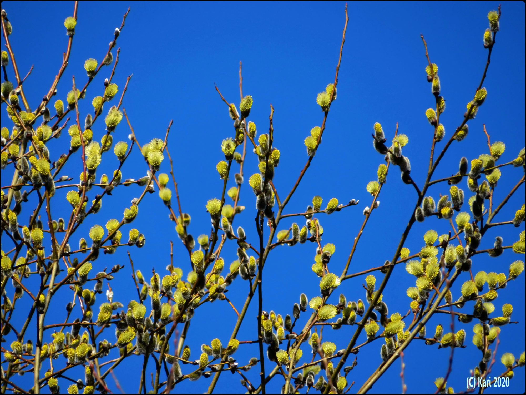 Valokuvaaja: Kari Saarinen Valokuvaaja: Kari Saarinen