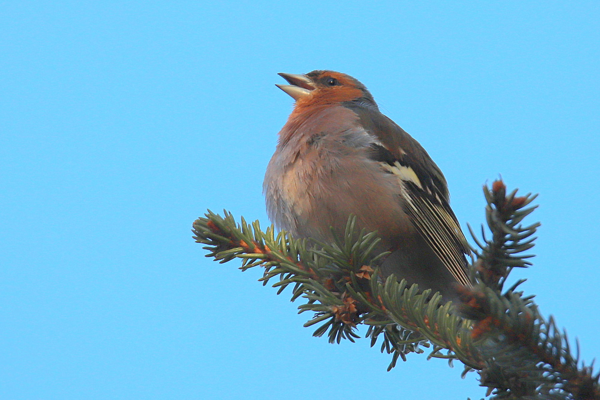 Valokuvaaja: sirpa jyske