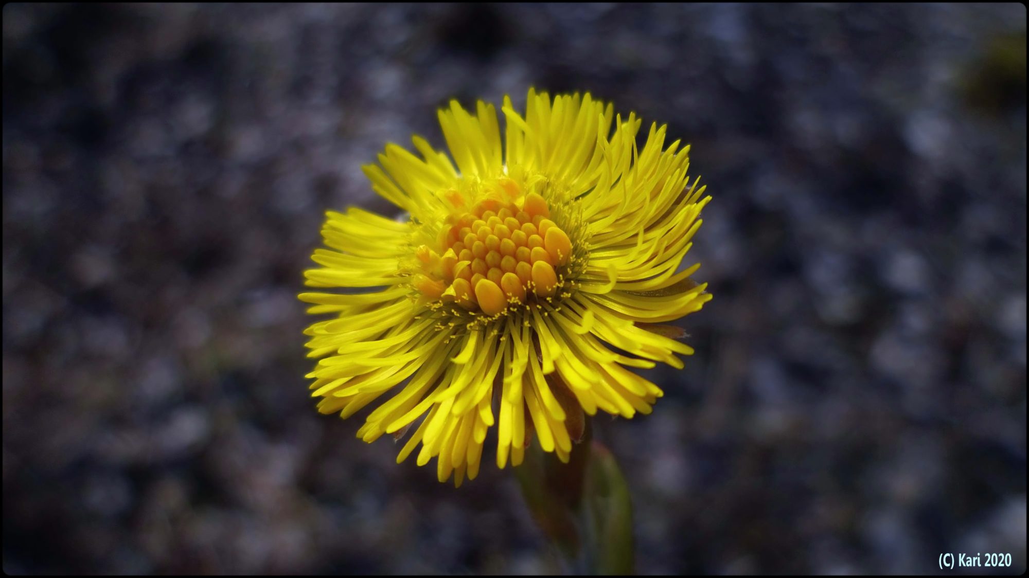 Valokuvaaja: Kari Saarinen
