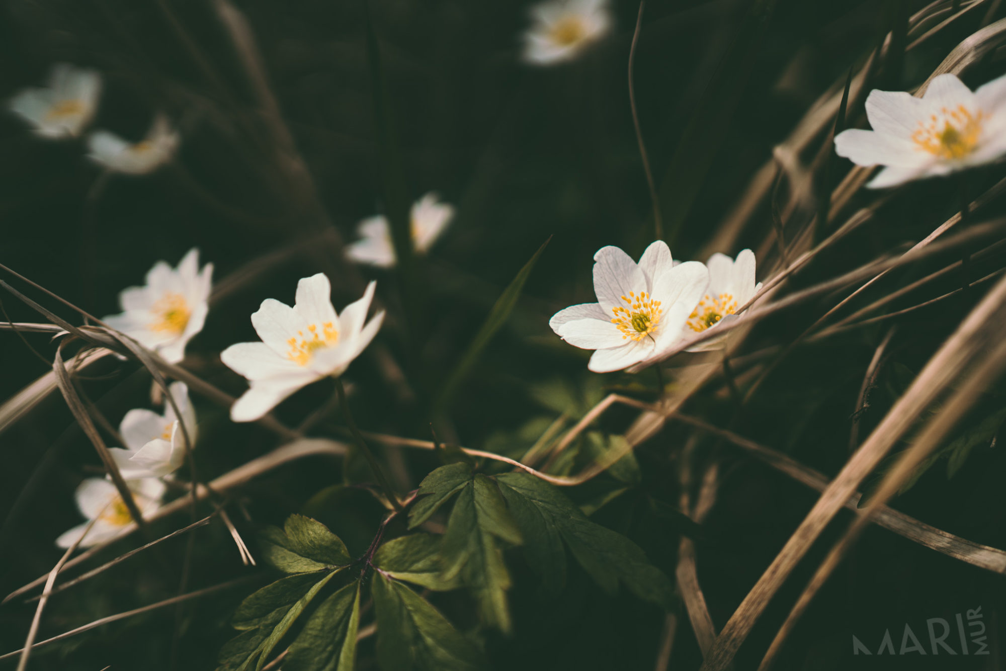 Valokuvaaja: Mari Mur