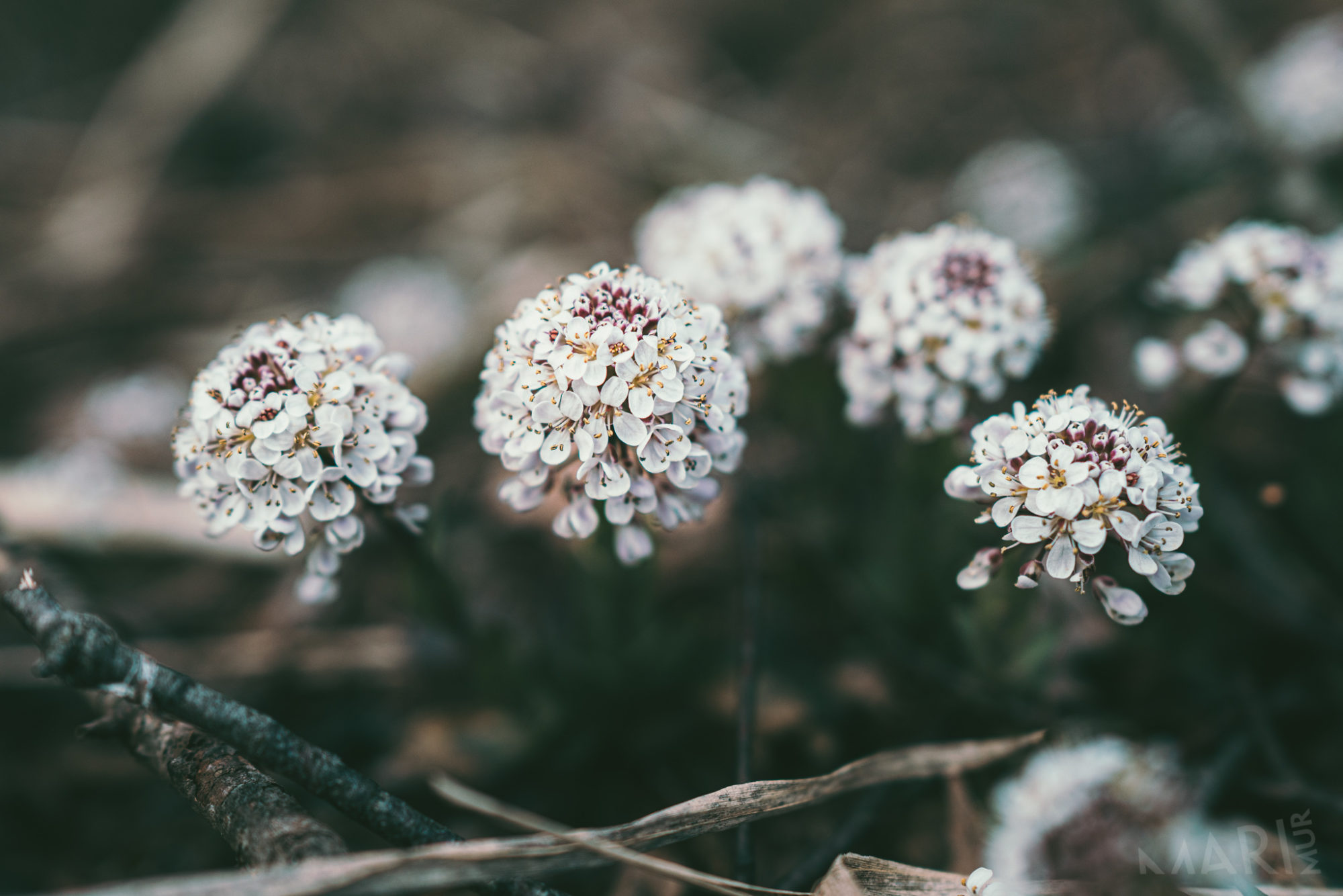 Valokuvaaja: Mari Mur