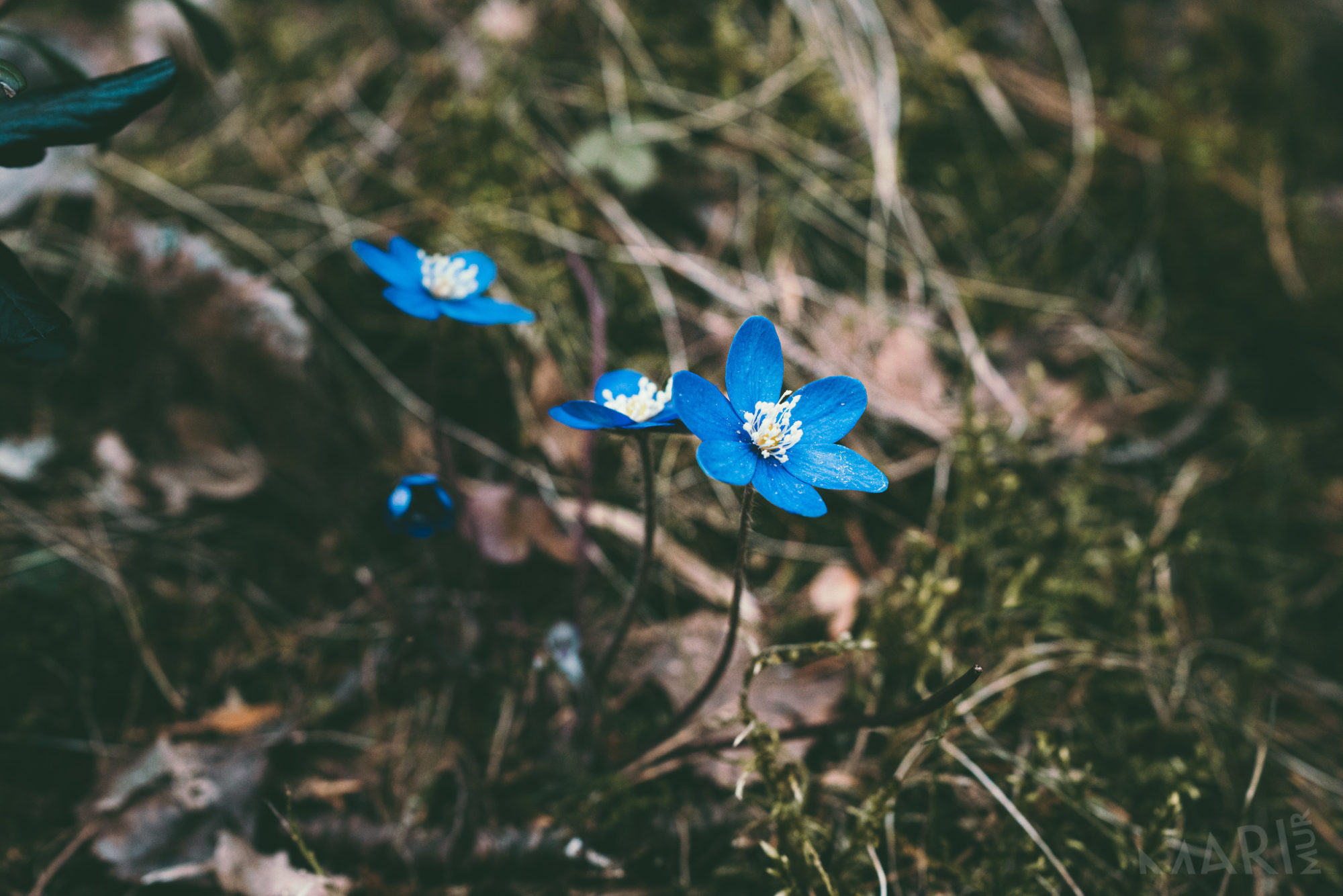 Valokuvaaja: Mari Mur