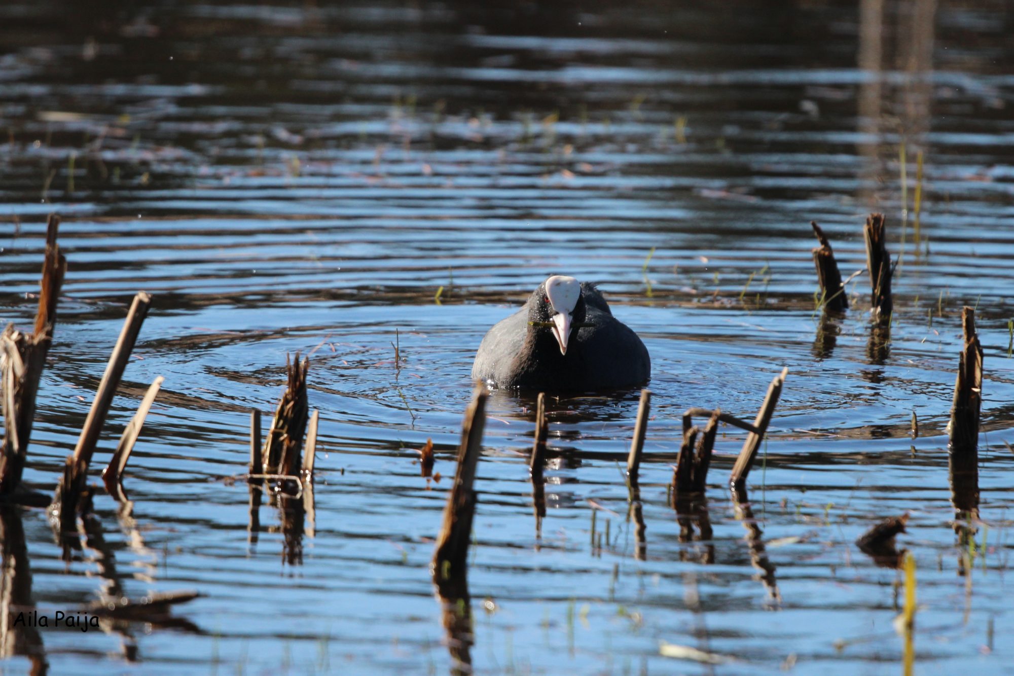 Valokuvaaja: Aila Paija