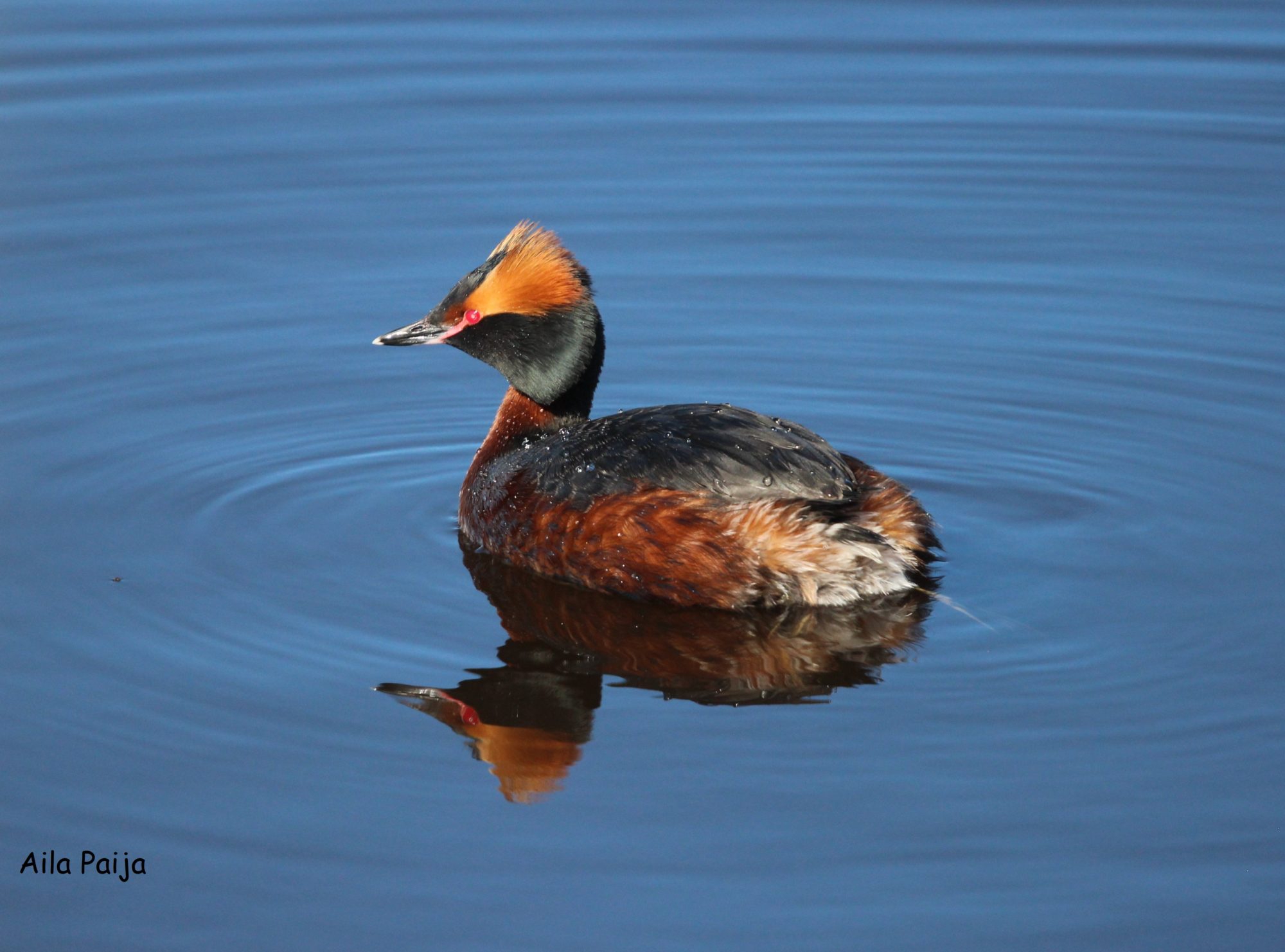 Valokuvaaja: Aila Paija