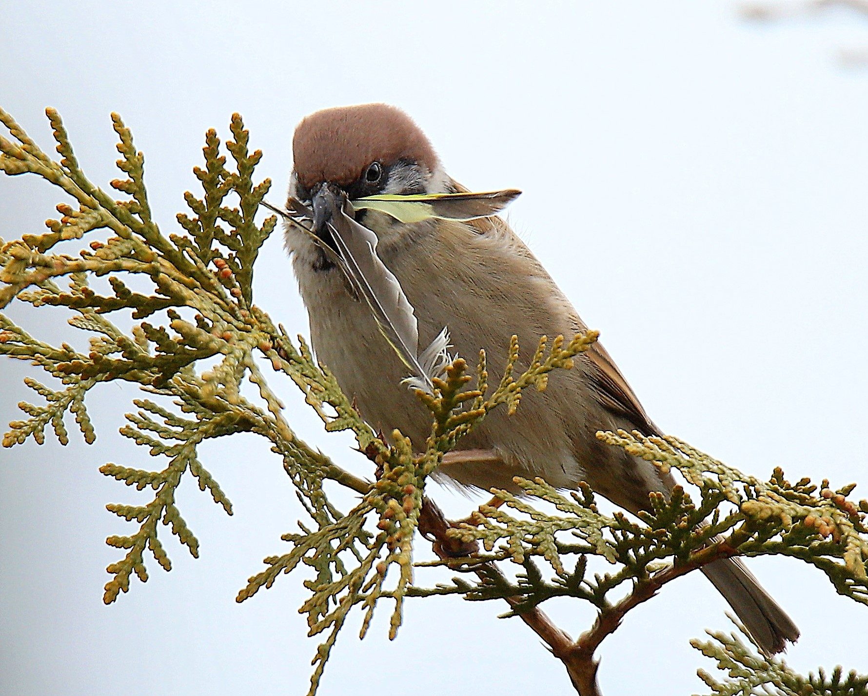 Valokuvaaja: sirpa jyske