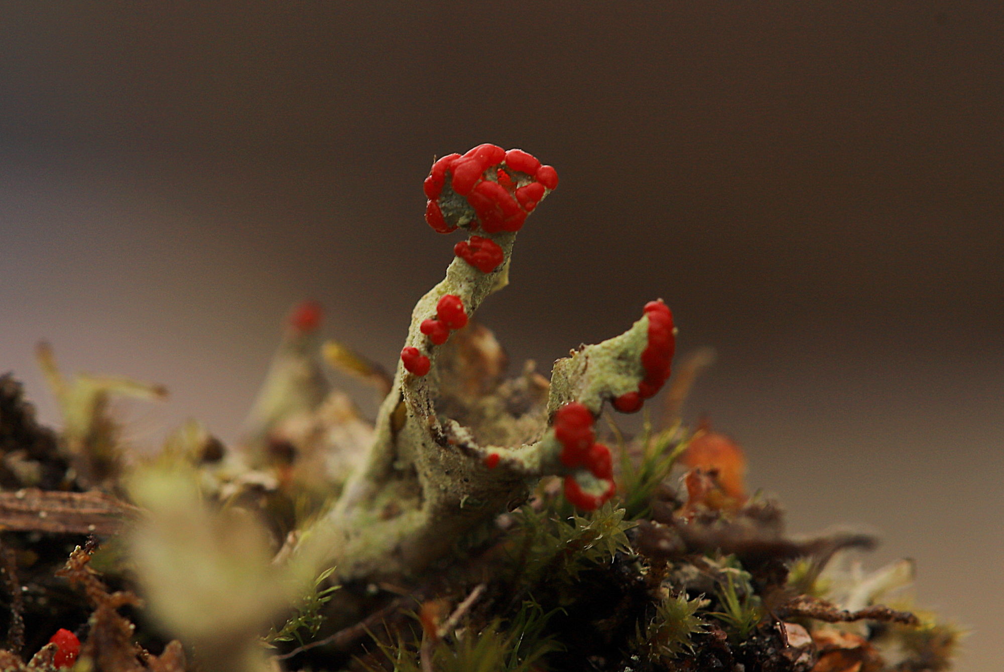 Valokuvaaja: sirpa jyske