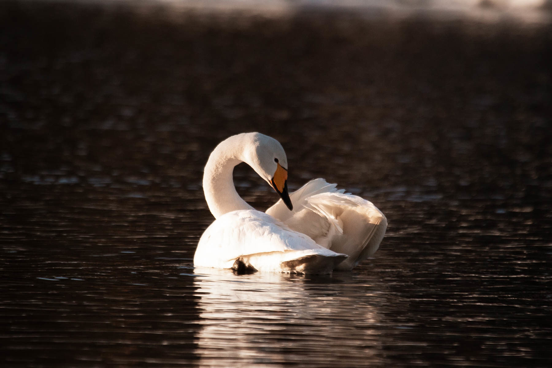 Valokuvaaja: Niko Sallinen Valokuvaaja: Niko Sallinen