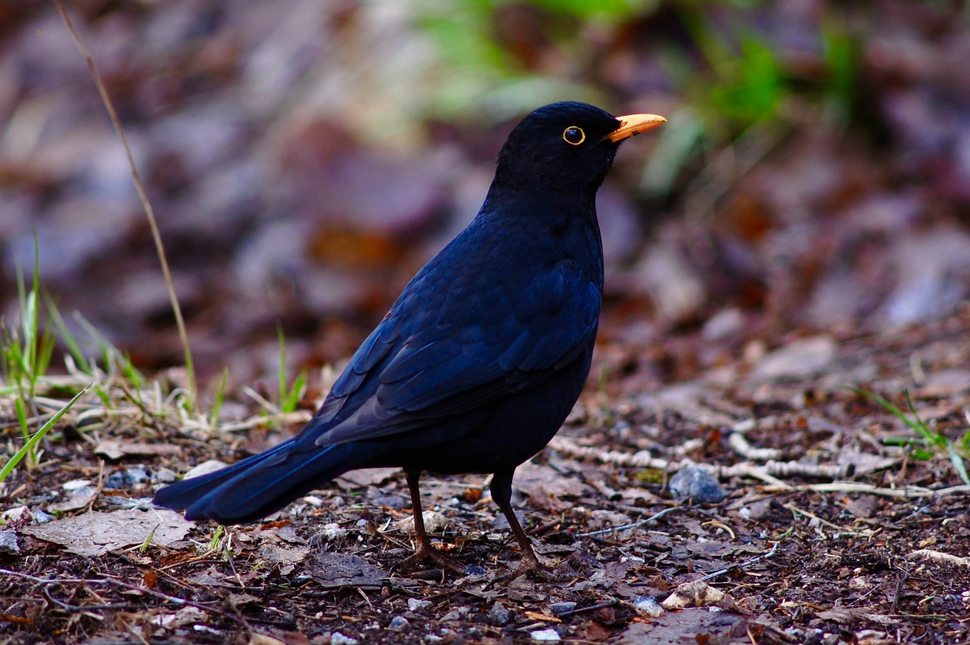 Valokuvaaja: Pauli Sarsama