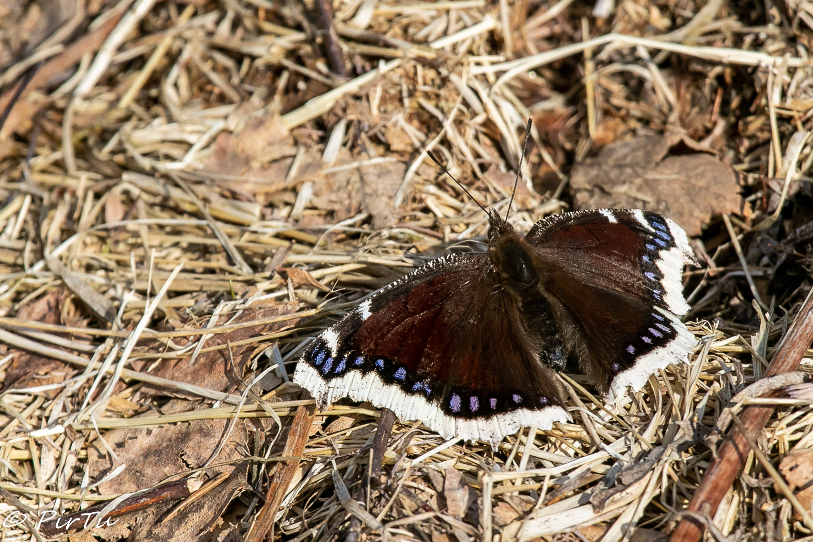 Valokuvaaja: Pirjo Tuominen