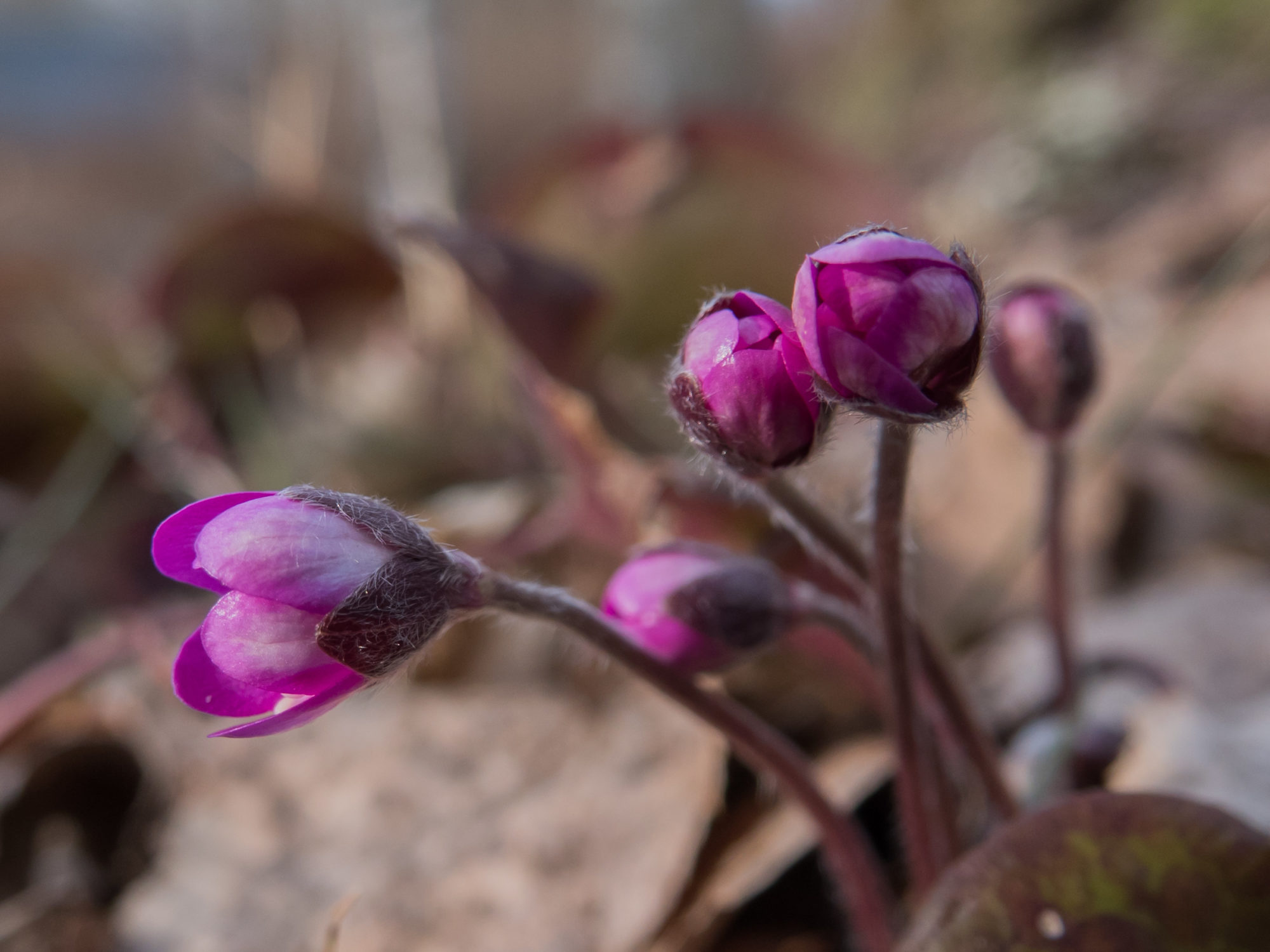 Valokuvaaja: Merja Ollikainen