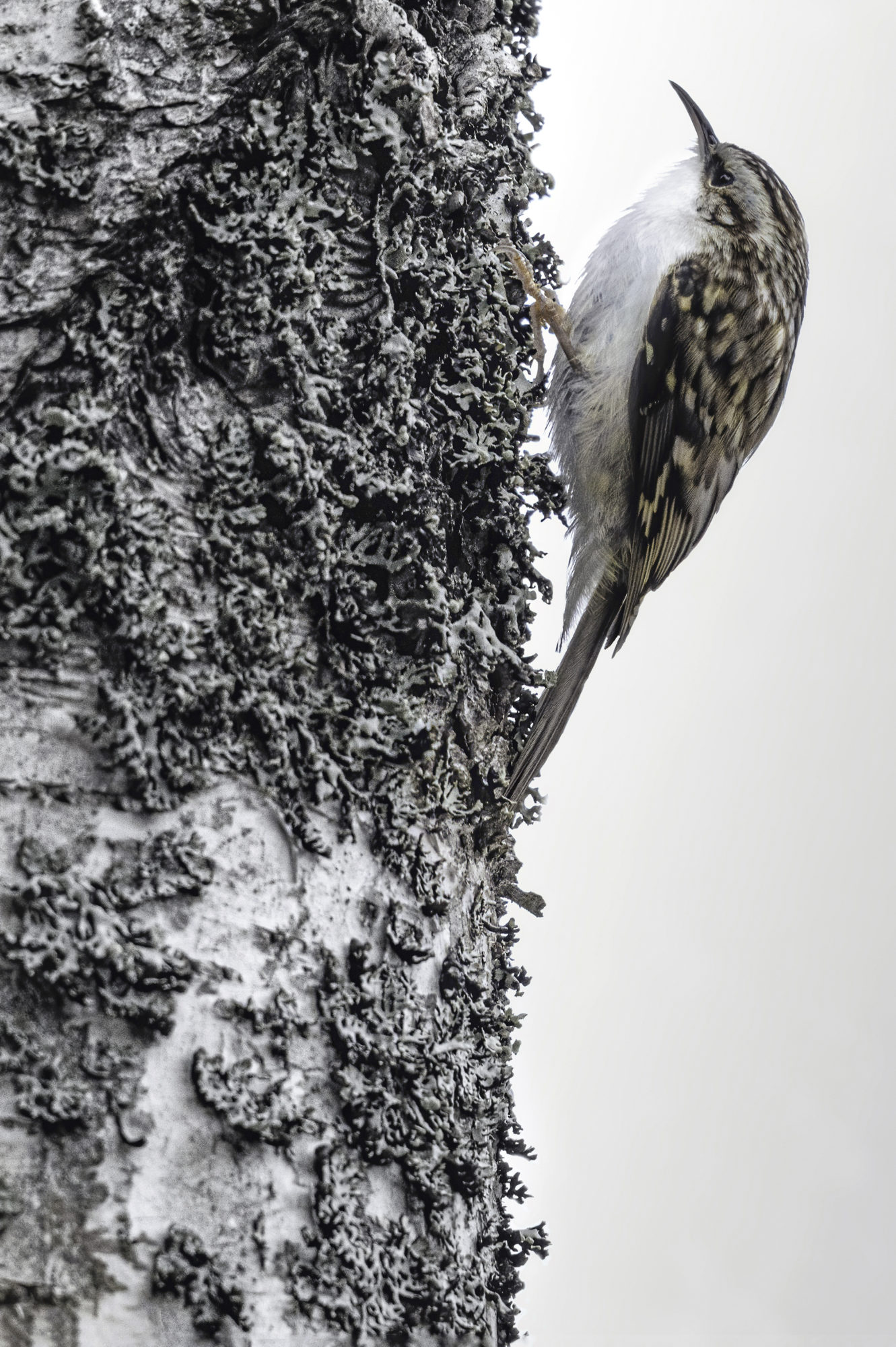 Valokuvaaja: Risto Lavi Valokuvaaja: Risto Lavi