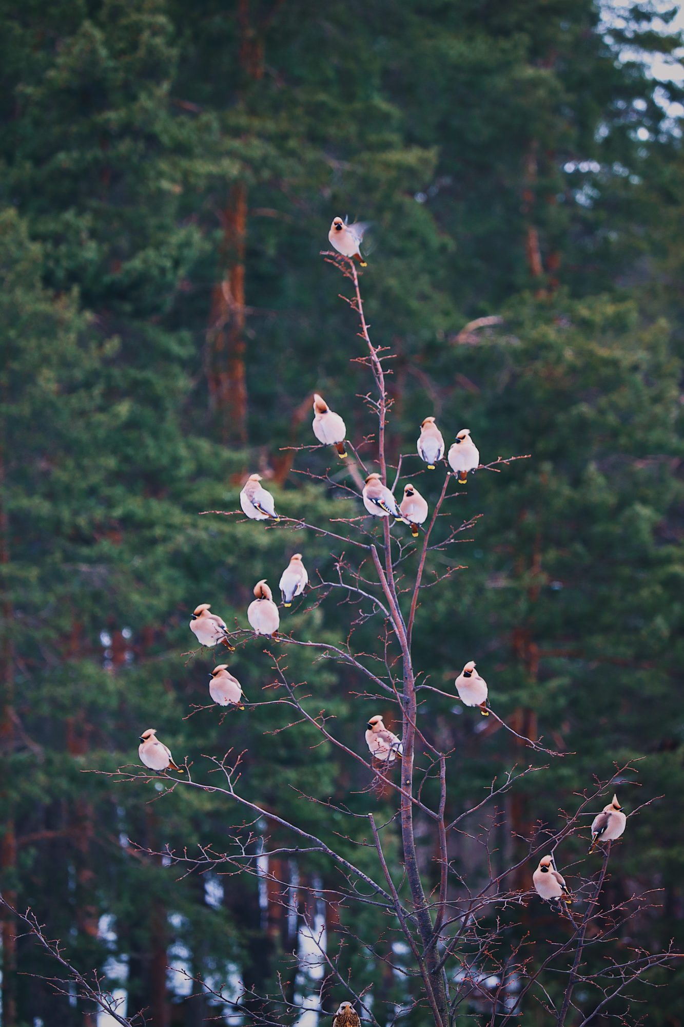 Valokuvaaja: Sara Sällylä