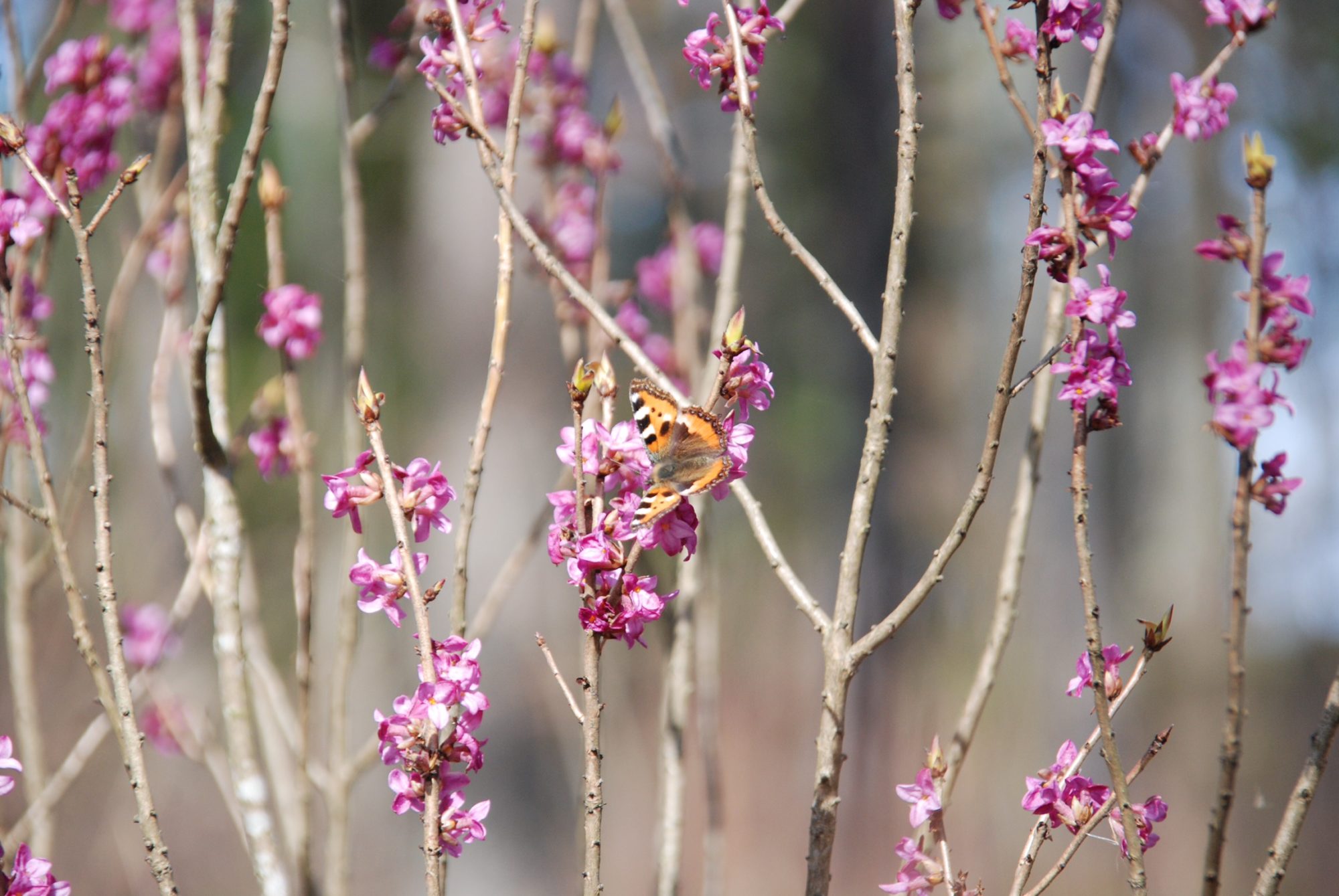 Valokuvaaja: Erik Sandini