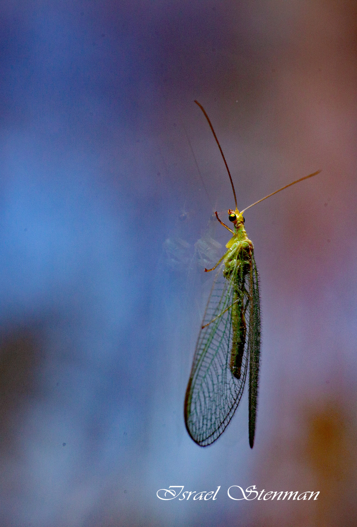 Valokuvaaja: Israel  Stenman