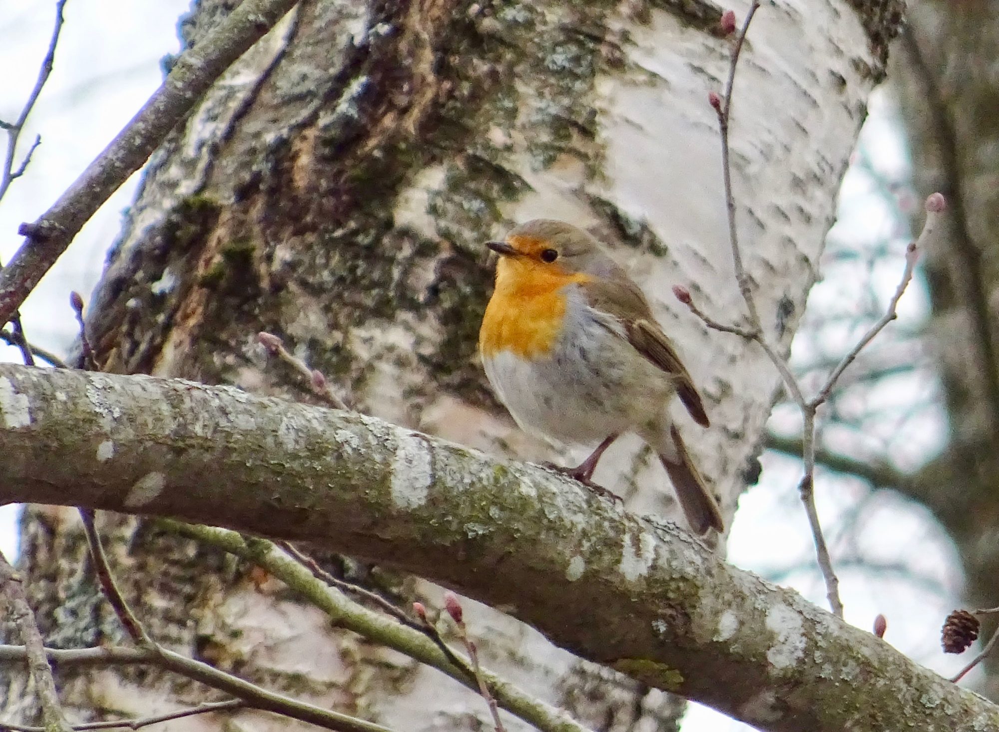 Valokuvaaja: Liisa Niiva-Korpela