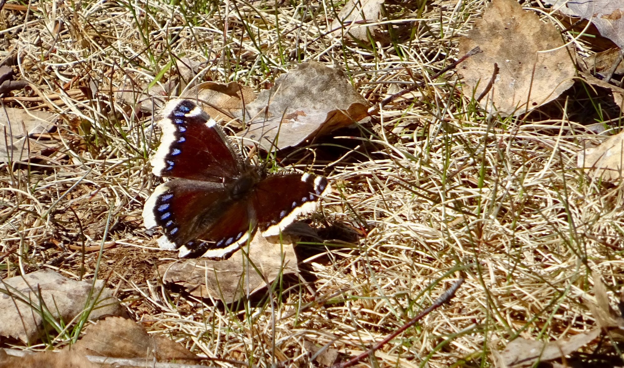 Valokuvaaja: Liisa Niiva-Korpela