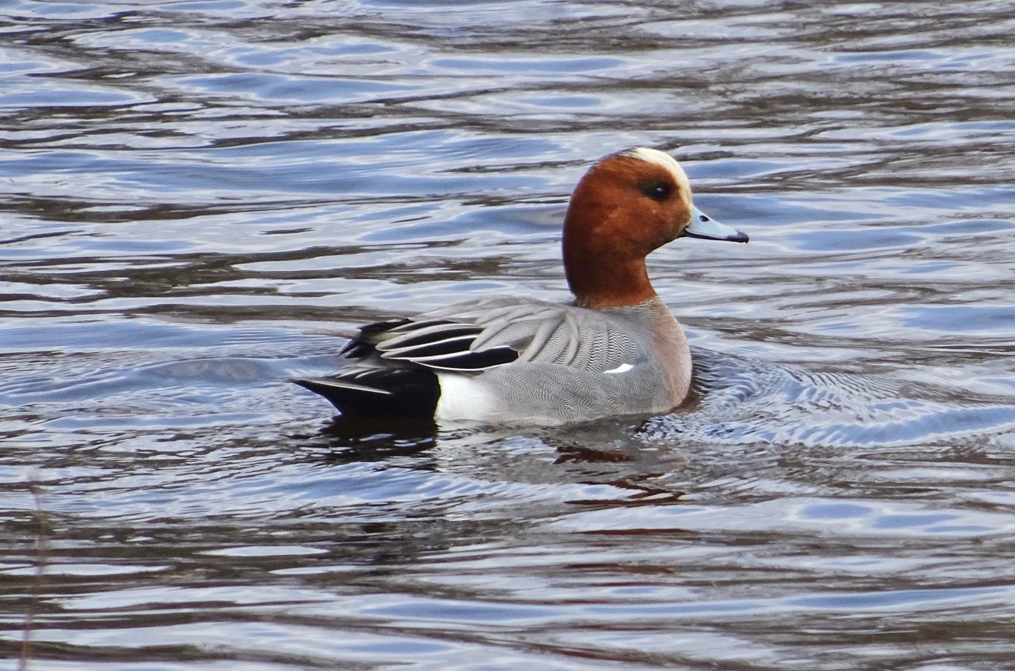 Valokuvaaja: Liisa Niiva-Korpela