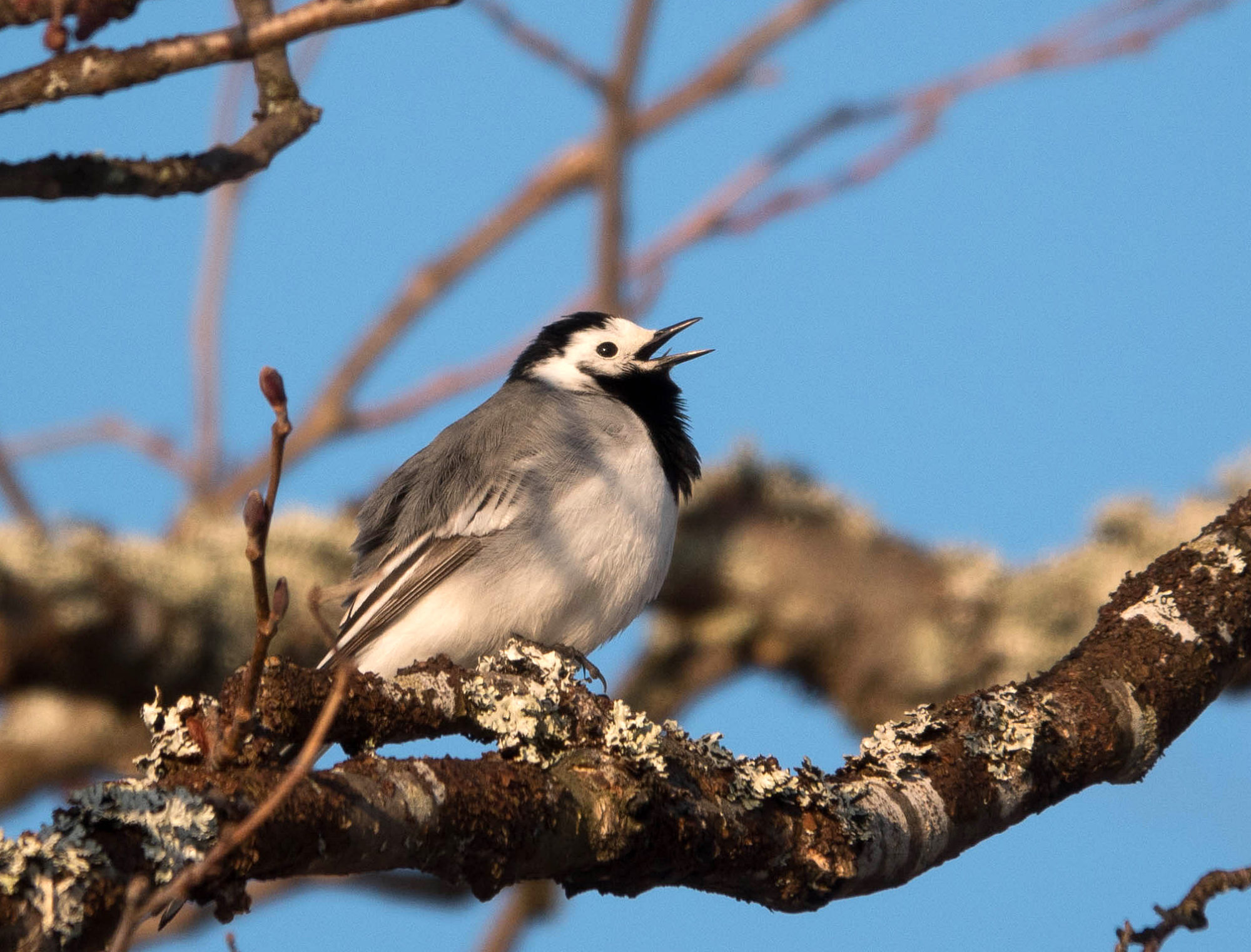 Valokuvaaja: Irma Kortekallio