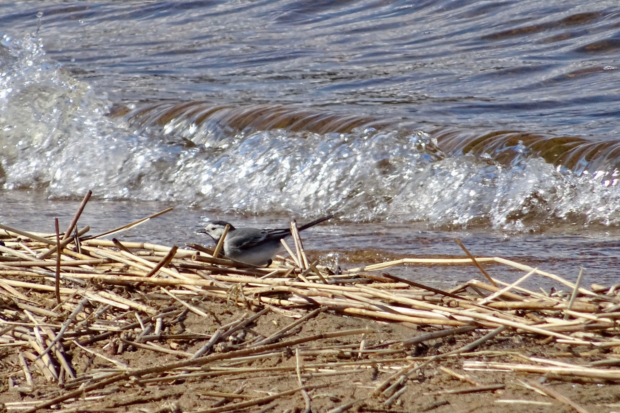 Valokuvaaja: Liisa Niiva-Korpela