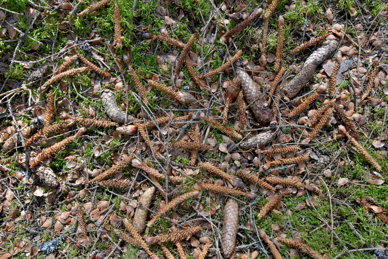 Valokuvaaja: Reijo Juurinen