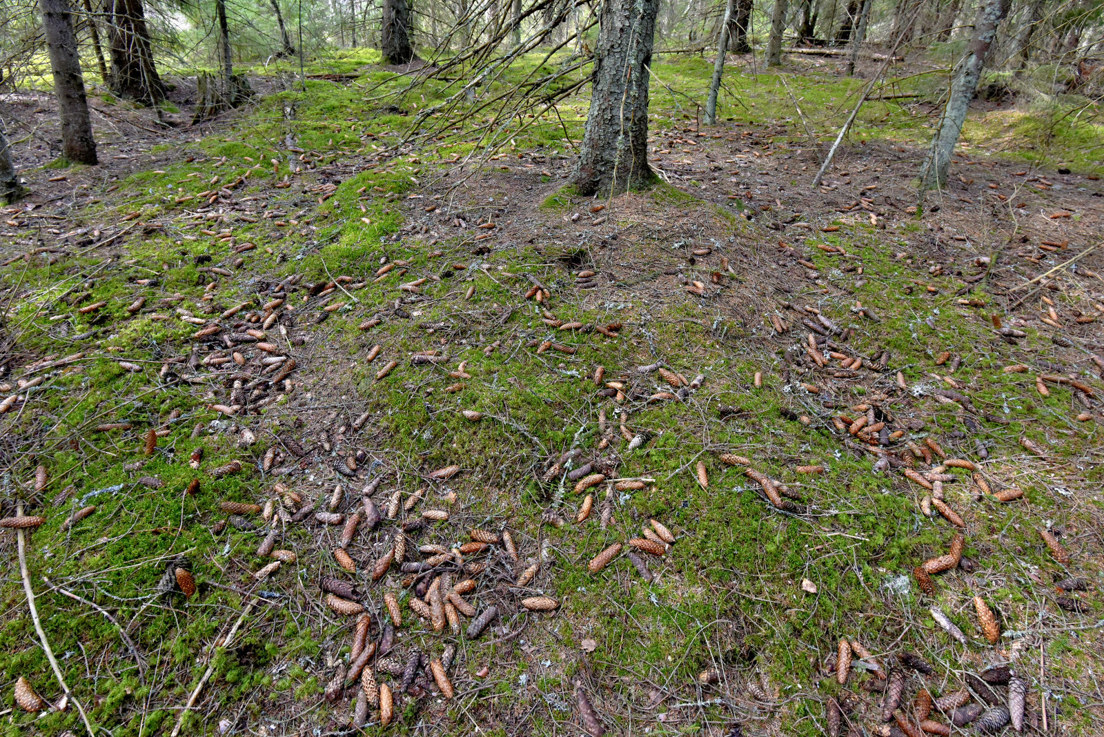 Valokuvaaja: Reijo Juurinen