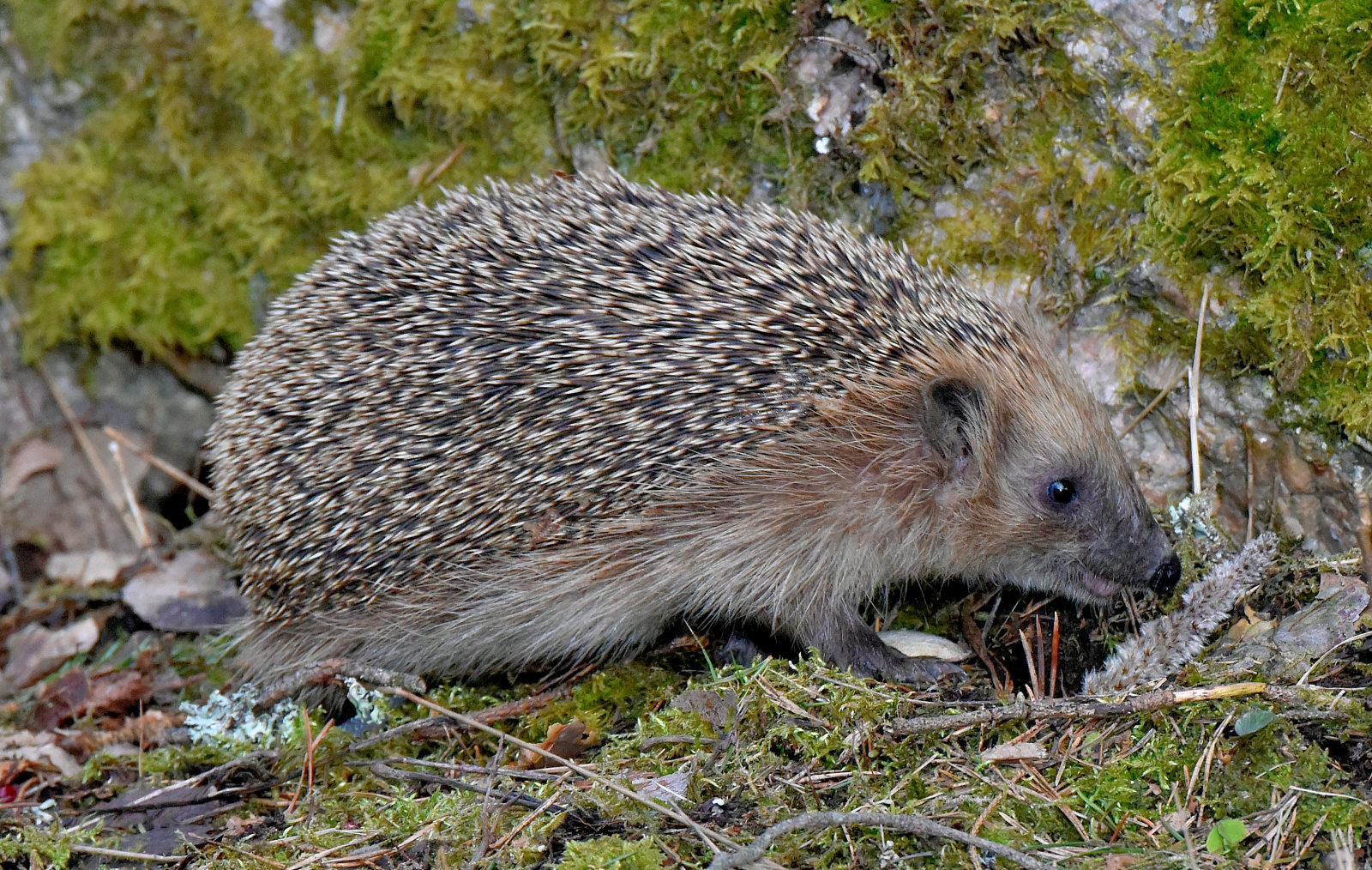 Valokuvaaja: Reijo Juurinen Valokuvaaja: Reijo Juurinen