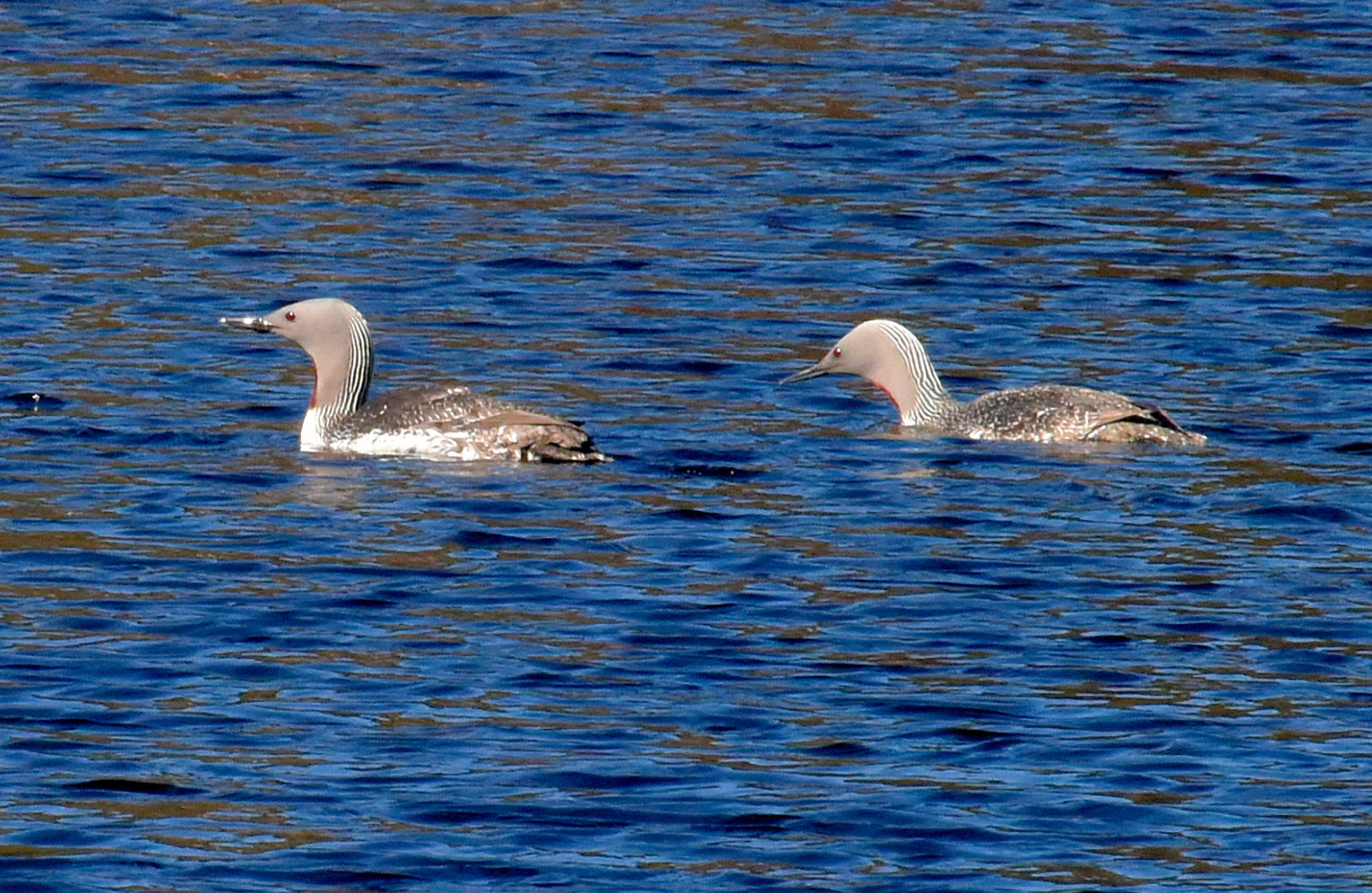 Valokuvaaja: Reijo Juurinen