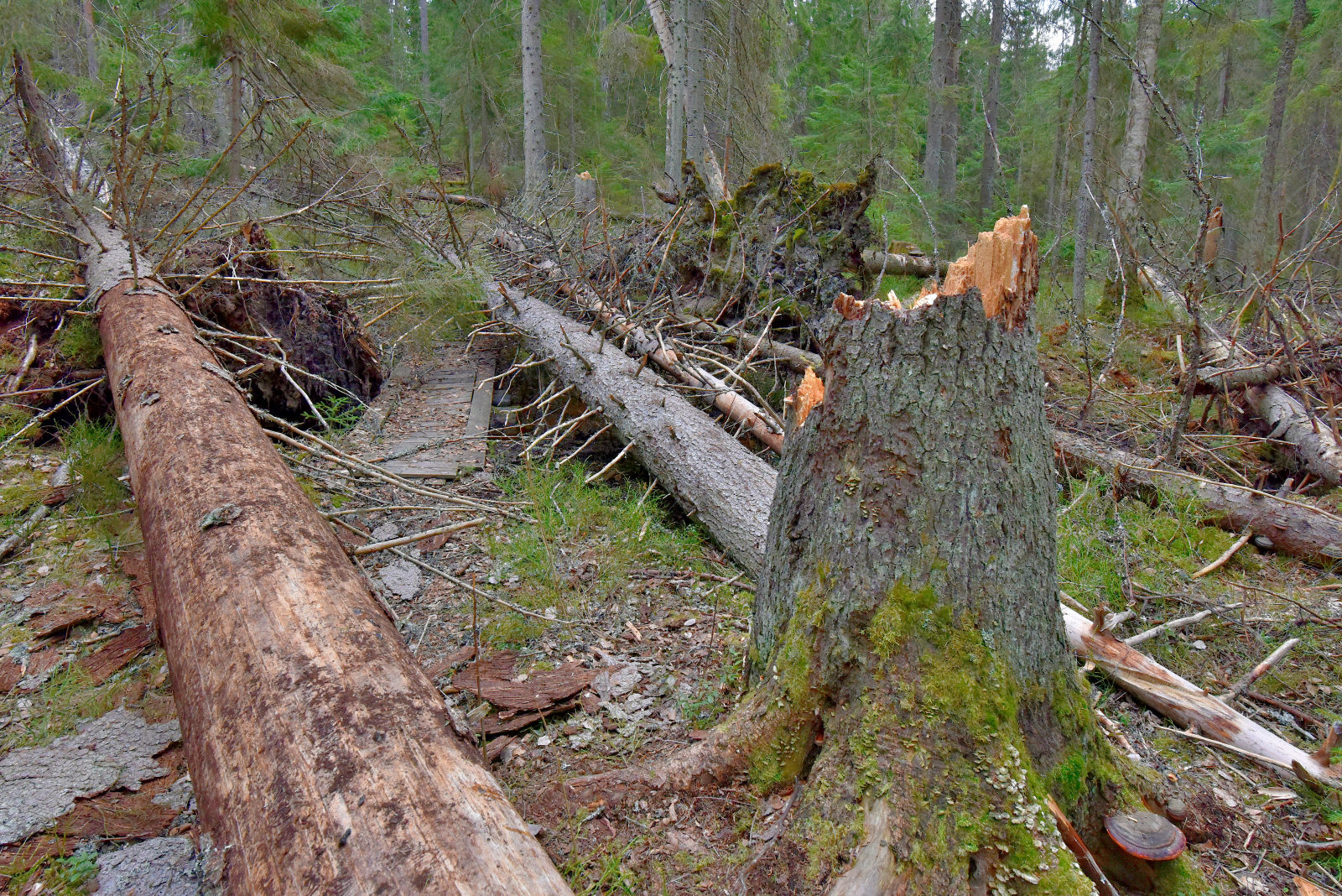 Valokuvaaja: Reijo Juurinen Valokuvaaja: Reijo Juurinen