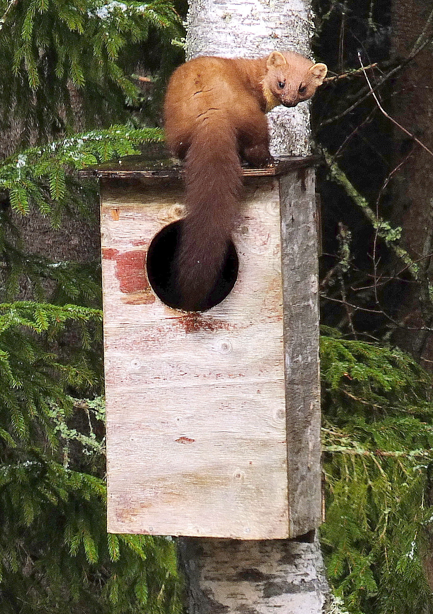 Valokuvaaja: Hannu. Rasiranta Valokuvaaja: Hannu. Rasiranta