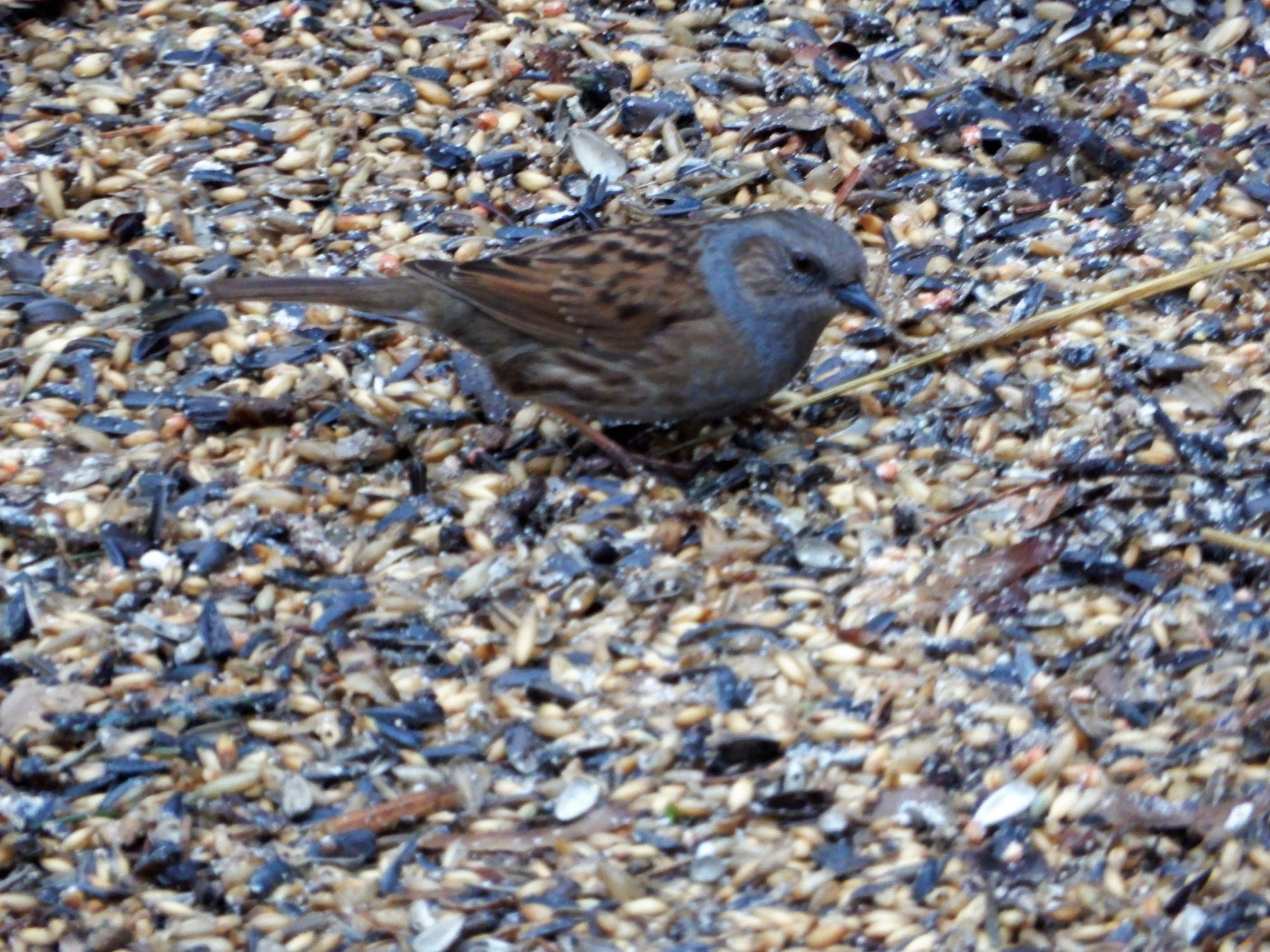 Valokuvaaja: Kalle  Matti Väänänen Valokuvaaja: Kalle  Matti Väänänen
