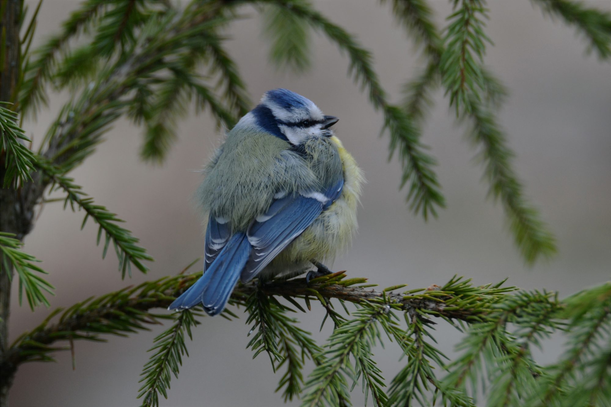 Valokuvaaja: satu välimaa